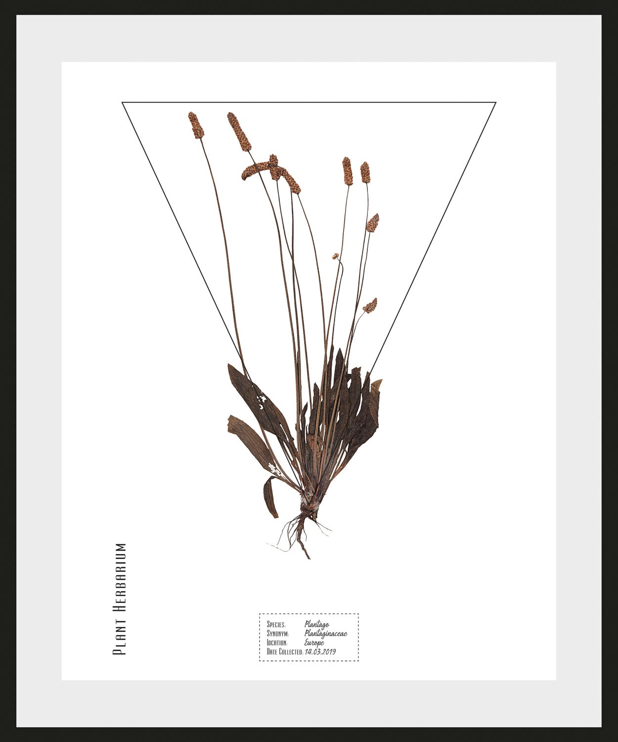 queence Bild »Plantaginaceae«, Pflanzen-Pflanzenbilder-Schriftzug, (1 St.), günstig online kaufen