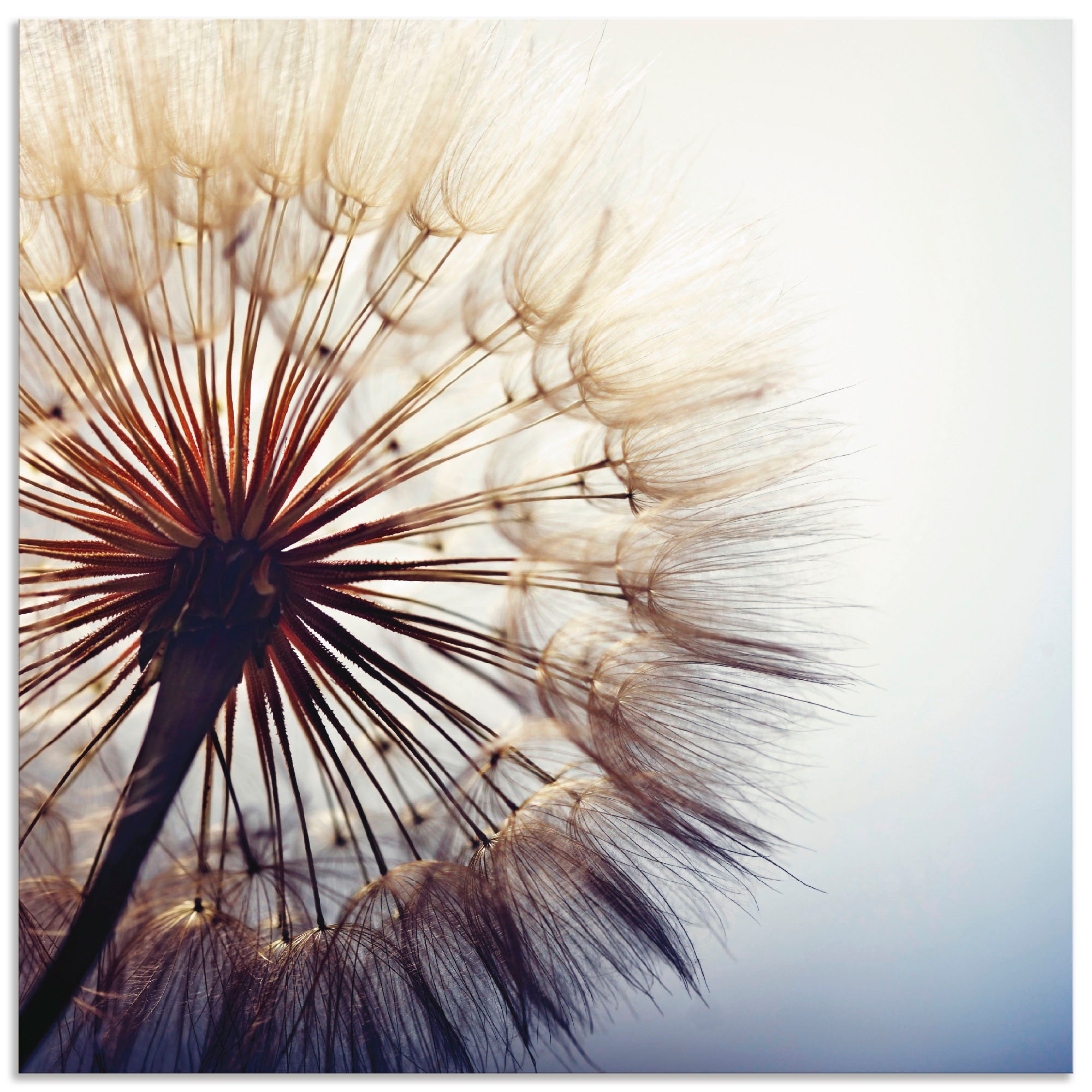 Artland Wandbild "Große Pusteblume", Blumen, (1 St.), als Alubild, Outdoorb günstig online kaufen