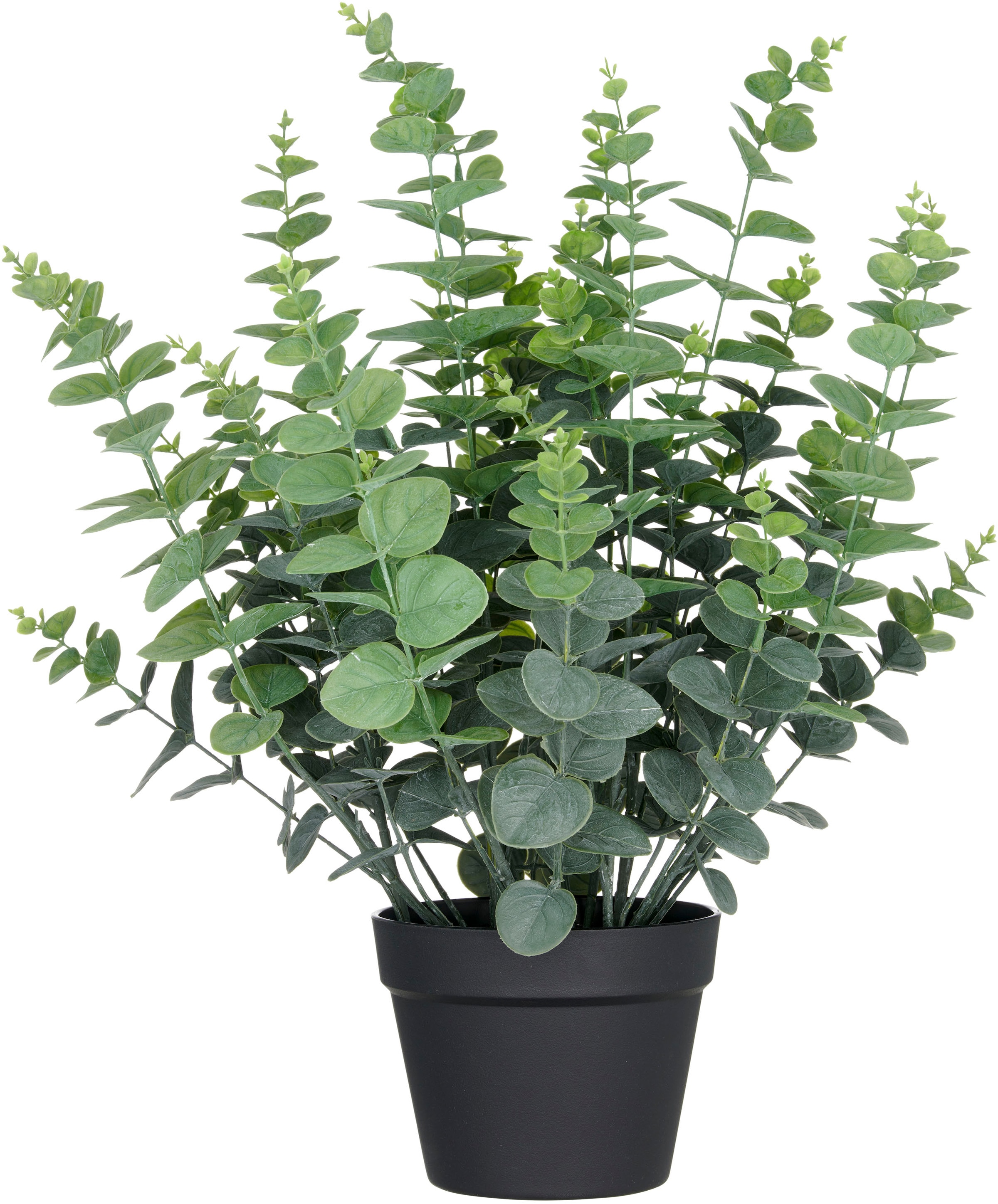 Creativ green Kunstpflanze »Eukalyptus gunnii« in UV-beständiger Ausführung günstig online kaufen