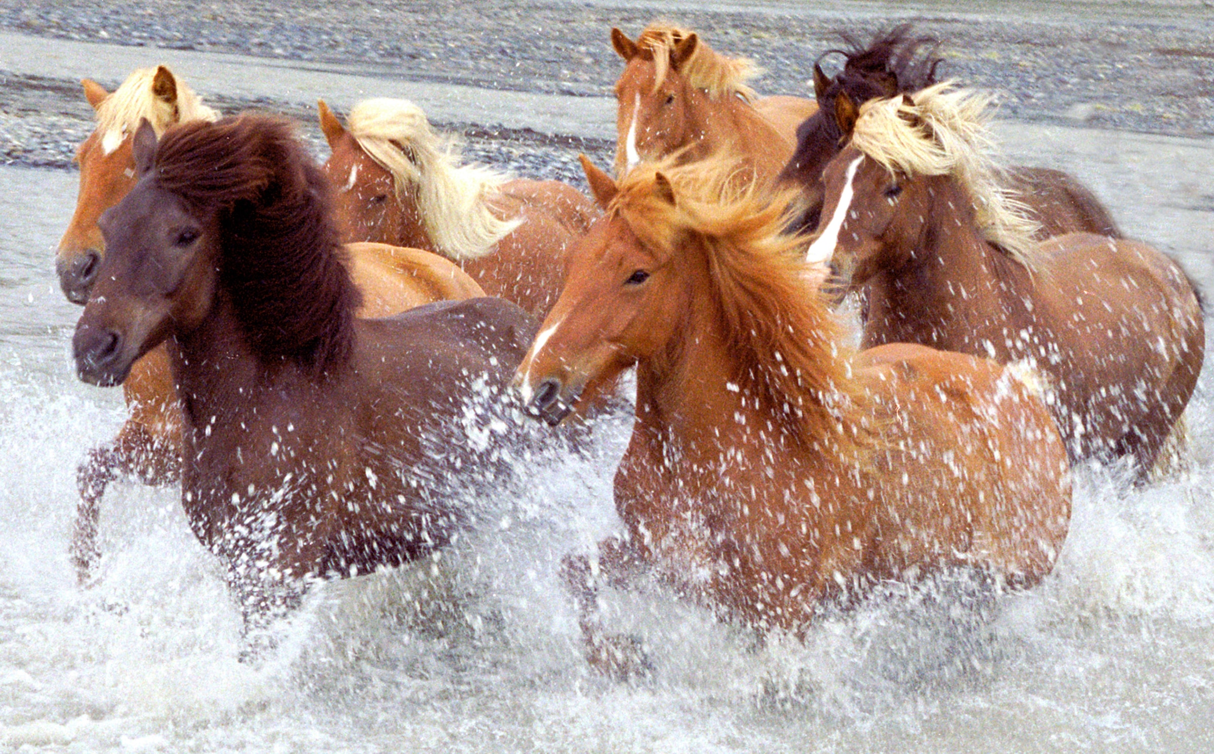 Papermoon Fototapete »ISLAND-PFERDE-PONY FLUSS INSEL STRAND MEER TIER NATUR günstig online kaufen