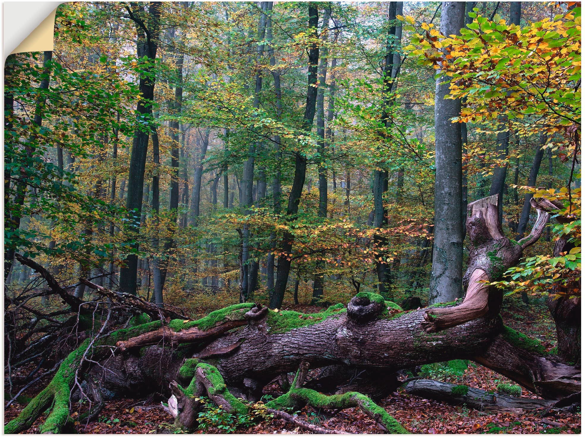 Artland Wandfolie »Ein alter Riese, neuer Lebensraum«, Wald, (1 St.), selbs günstig online kaufen