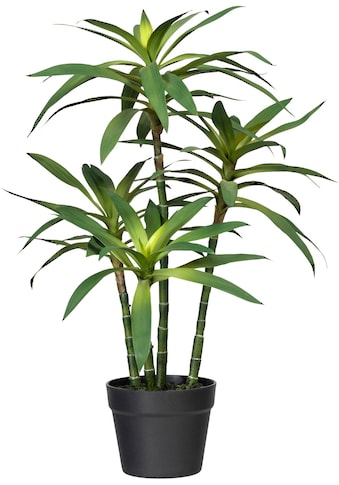 Creativ green Künstliche Zimmerpflanze »Dracaena fragans«, (1 St.) kaufen