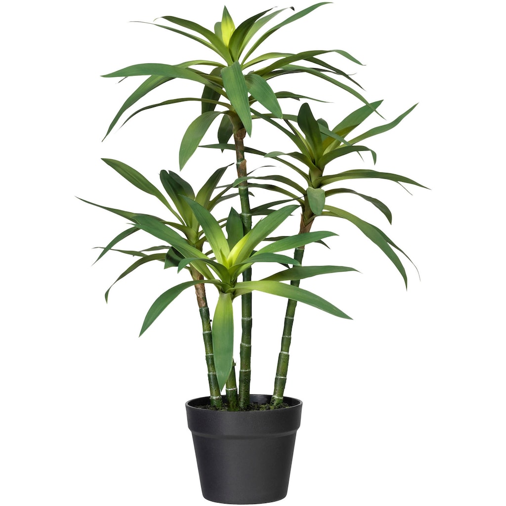 Creativ green Künstliche Zimmerpflanze »Dracaena fragans«