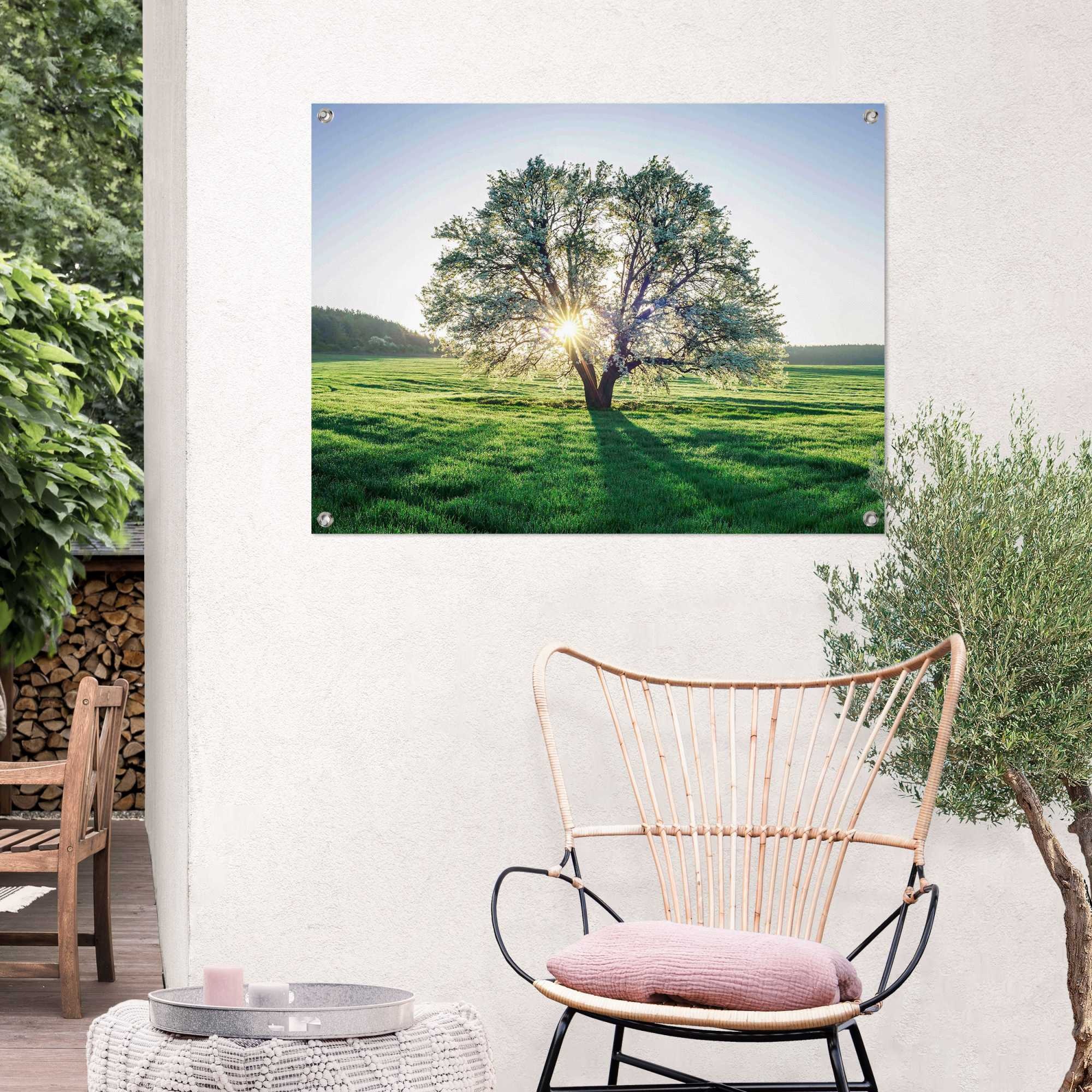 Reinders! Poster »Baum in der Morgensonne«, Outdoor für Garten oder Balkon günstig online kaufen