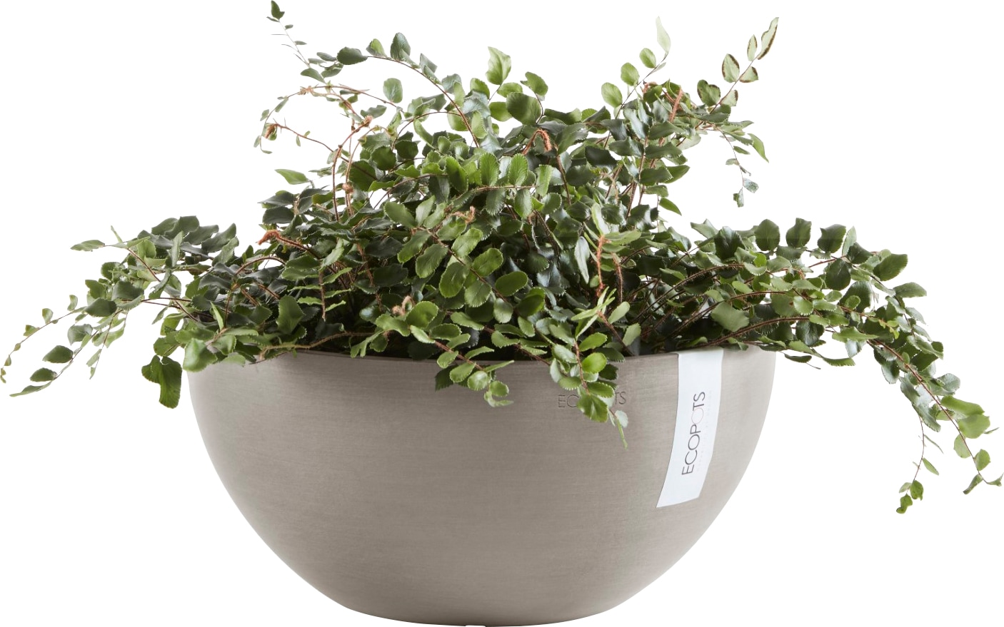 ECOPOTS Blumentopf »BRUSSELS Taupe«, BxTxH: 30x30x14 cm