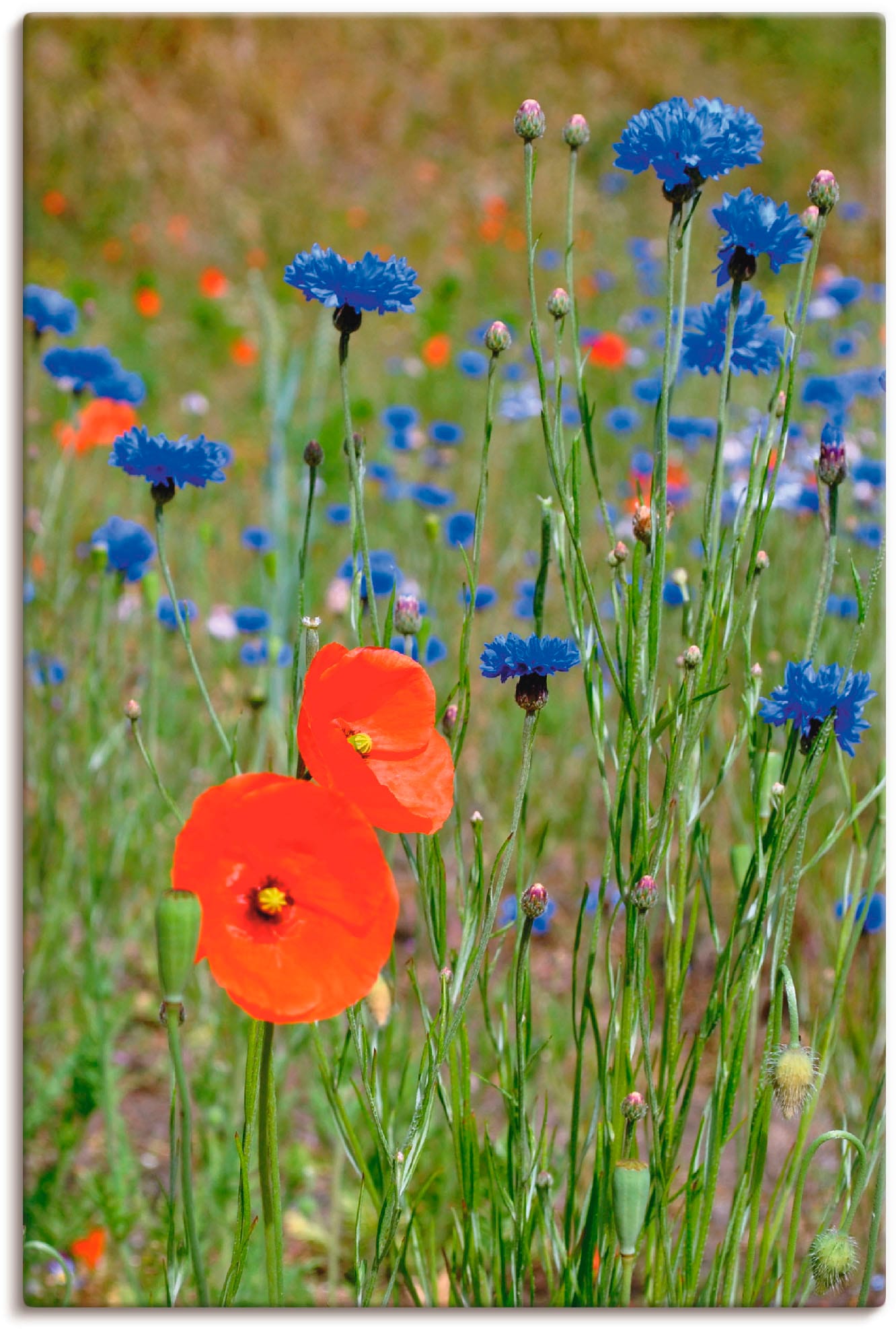 Artland Leinwandbild »Wiese mit Mohnblumen und Kornblumen«, Blumen, (1 St.), auf Keilrahmen gespannt