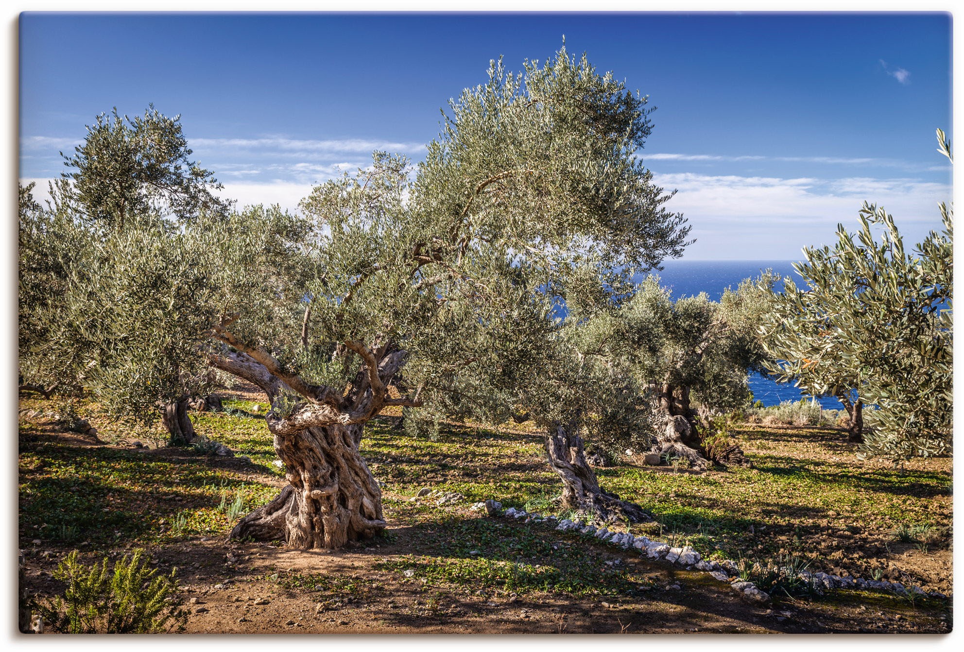 Artland Wandbild »Olivenhain in der Serra de Tramuntana«, Küstenbilder, (1 günstig online kaufen