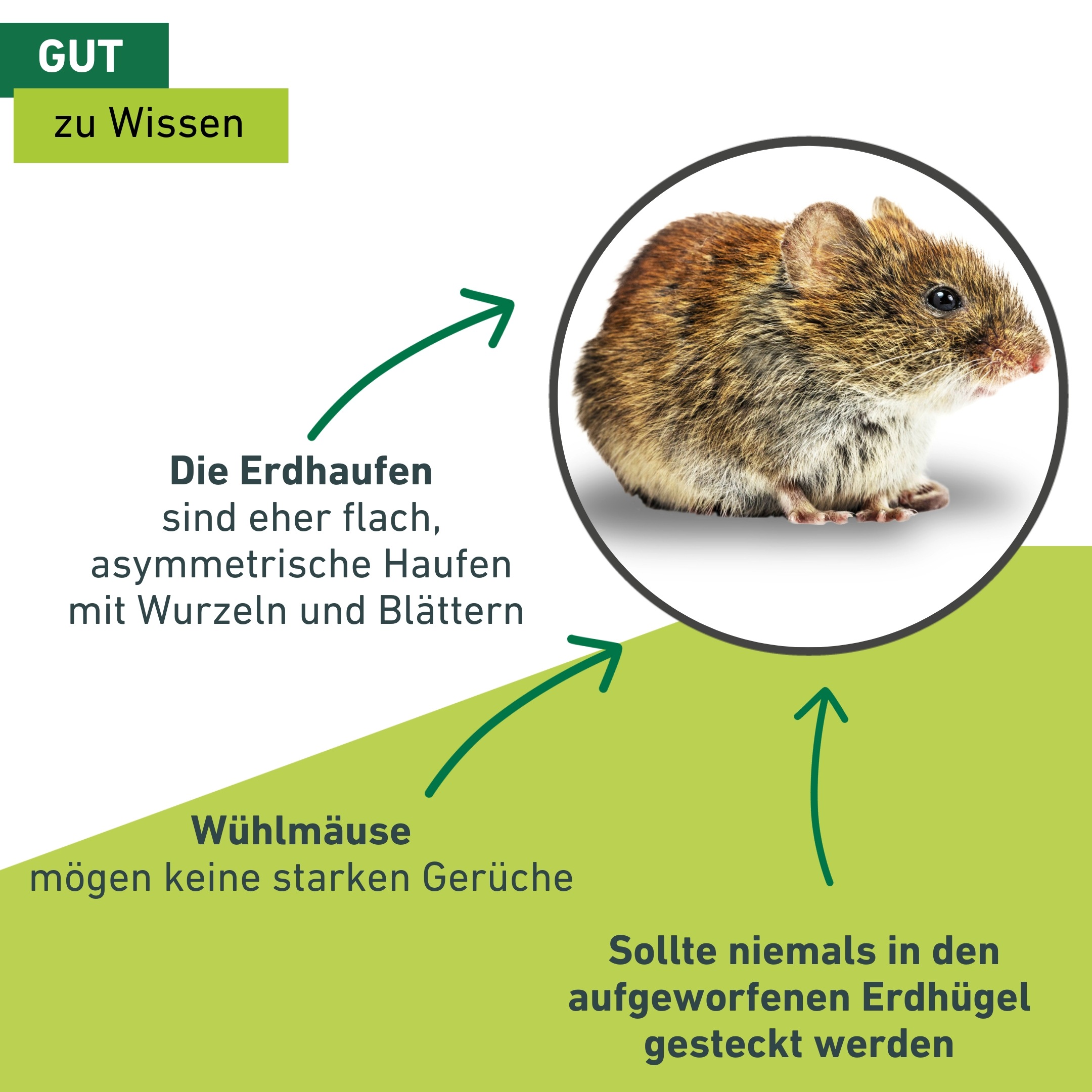 Windhager Ultraschall-Tierabwehr »Maulfwurfschreck und Wühlmausvertreiber Solar« Wirkungsbereich 800 m² mit niederfrequenten Schallwellen, grün