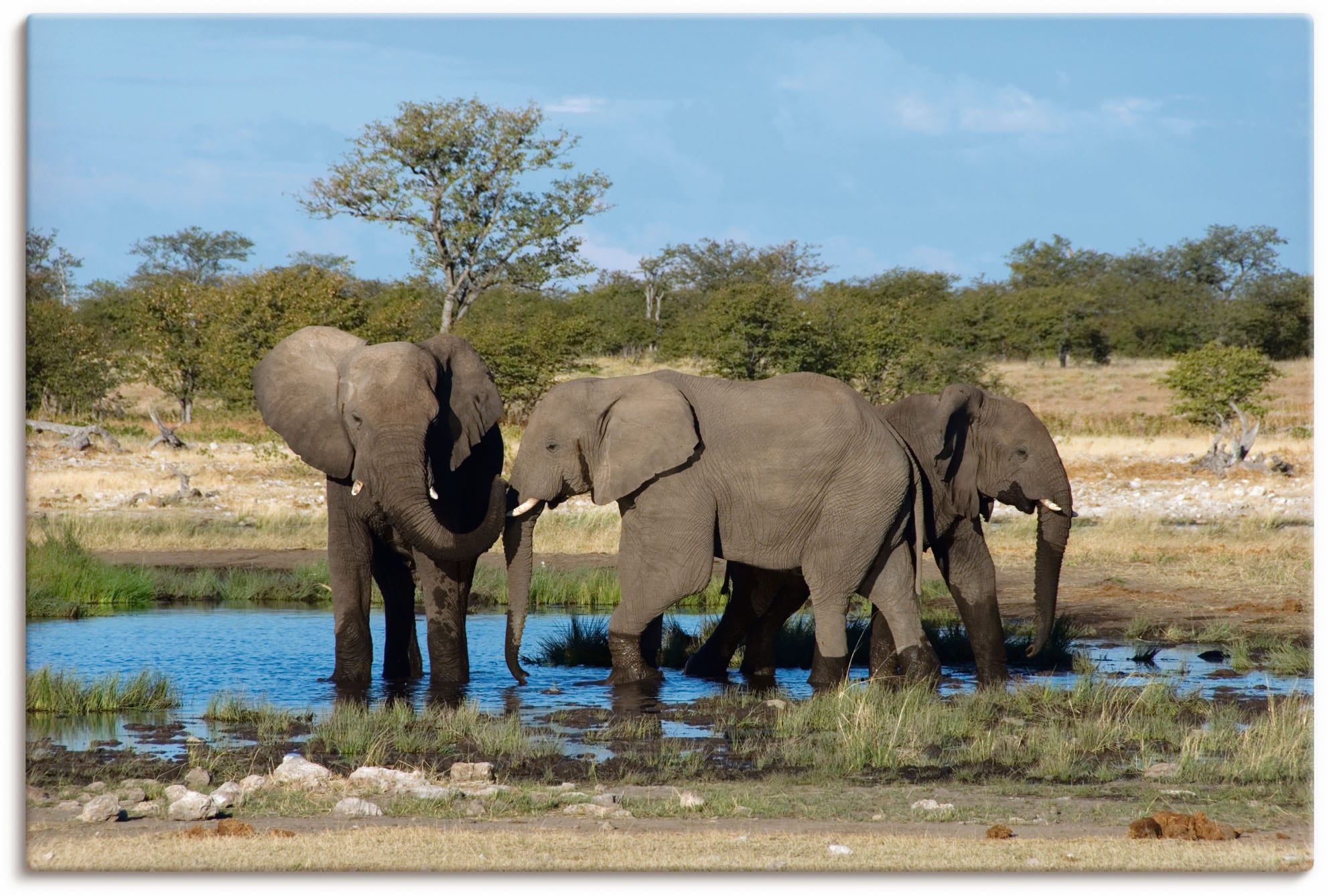 Artland Wandbild »Afrikanischer Elefant EtoshaNationalpark«, Elefanten Bild günstig online kaufen