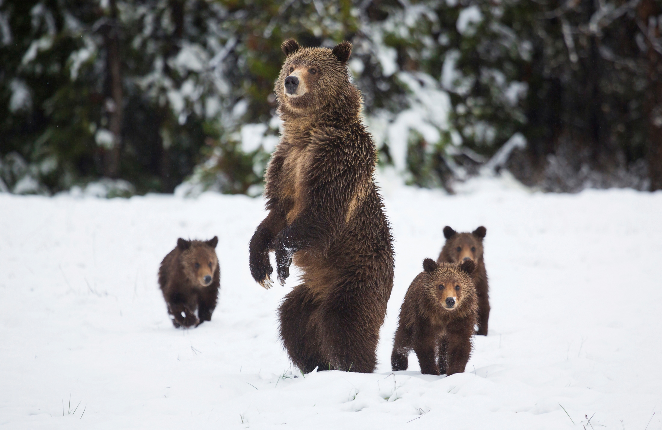 Papermoon Fototapete »GRIZZLEY BÄR-MIT JUNGEN WINTER NATUR WILDE TIERE WALD günstig online kaufen