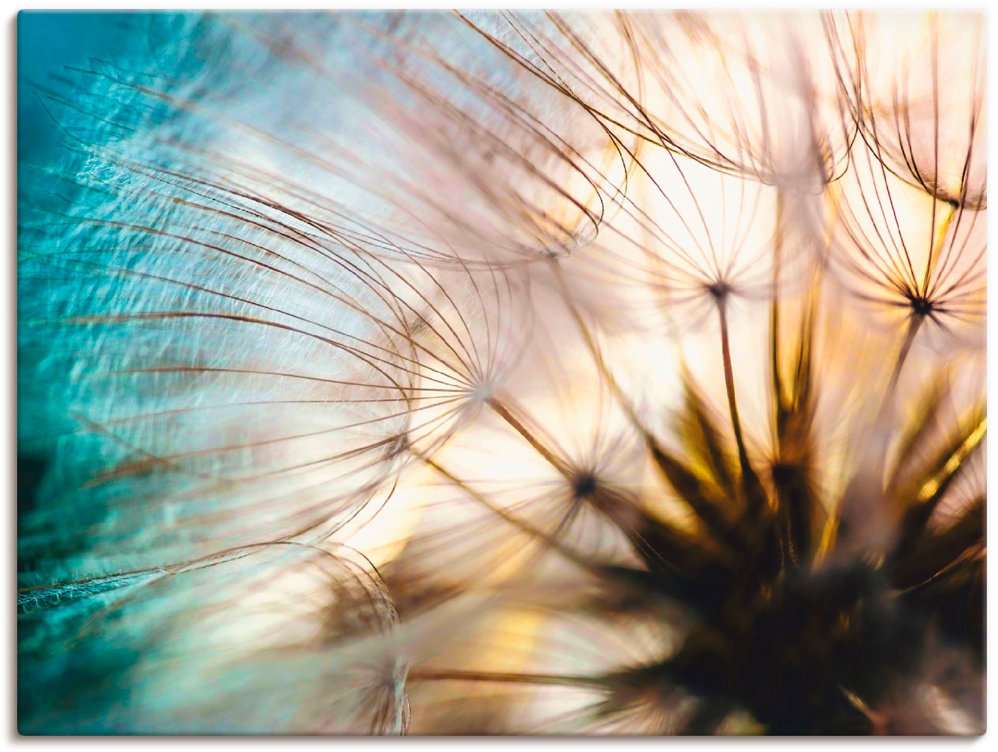 Artland Wandbild »Pusteblume Makro abstrakt« Blumen 1 Stk. tlg. als Alubild günstig online kaufen