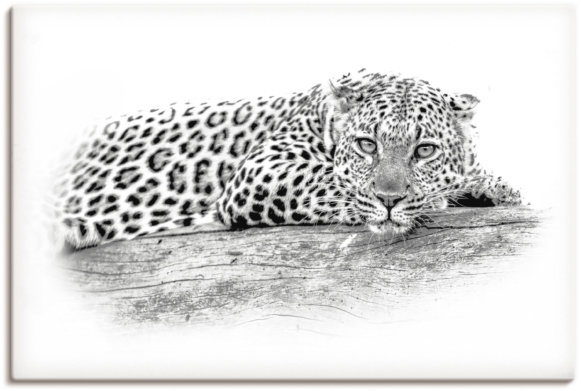 Artland Wandbild »Leopard Wildtiere, (1 Größen online bestellen Poster Leinwandbild, High Wandaufkleber Key Alubild, als in versch. St.), Optik«, oder