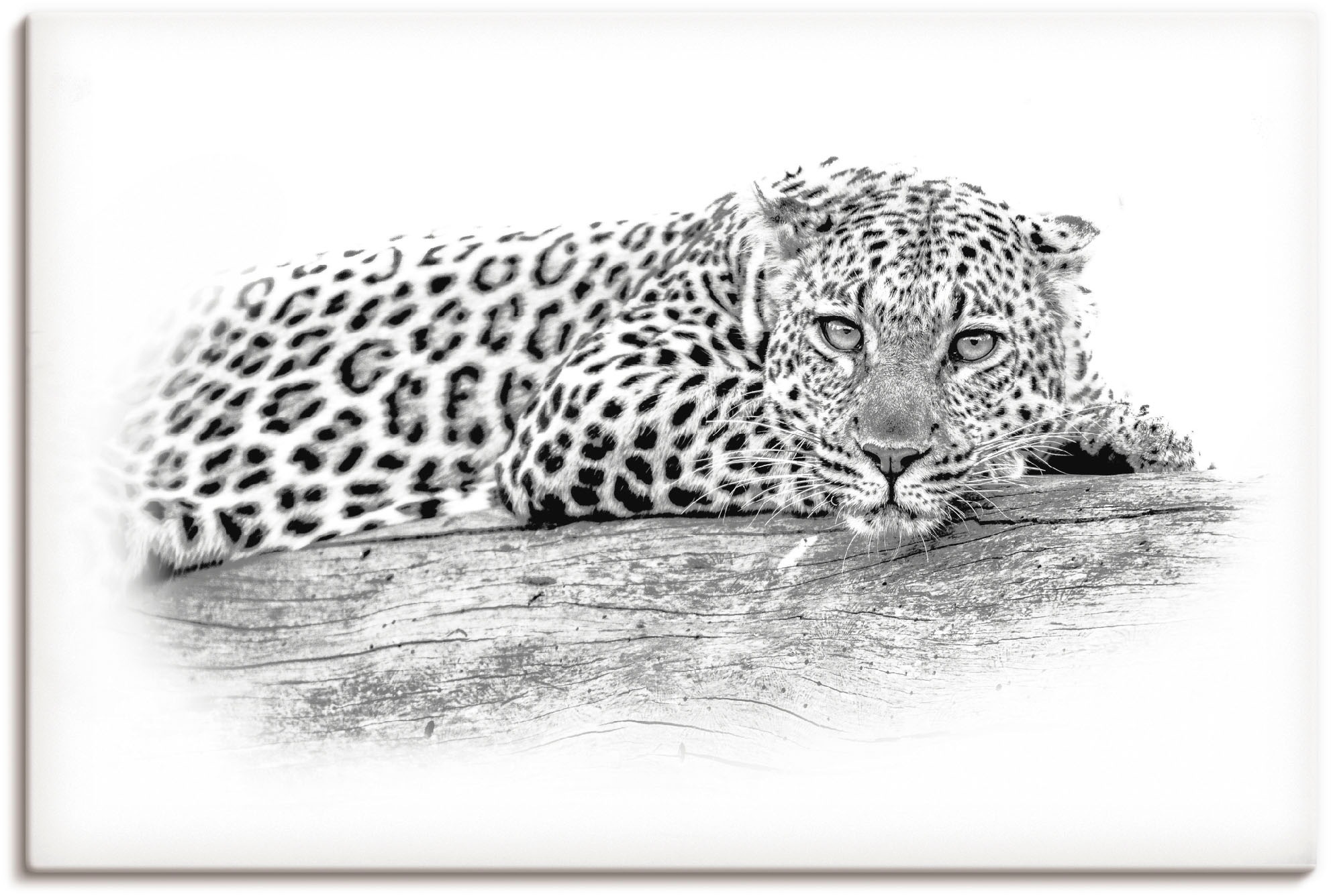 Artland Wandbild »Leopard High Key Optik«, Wildtiere, (1 St.), als Alubild, günstig online kaufen