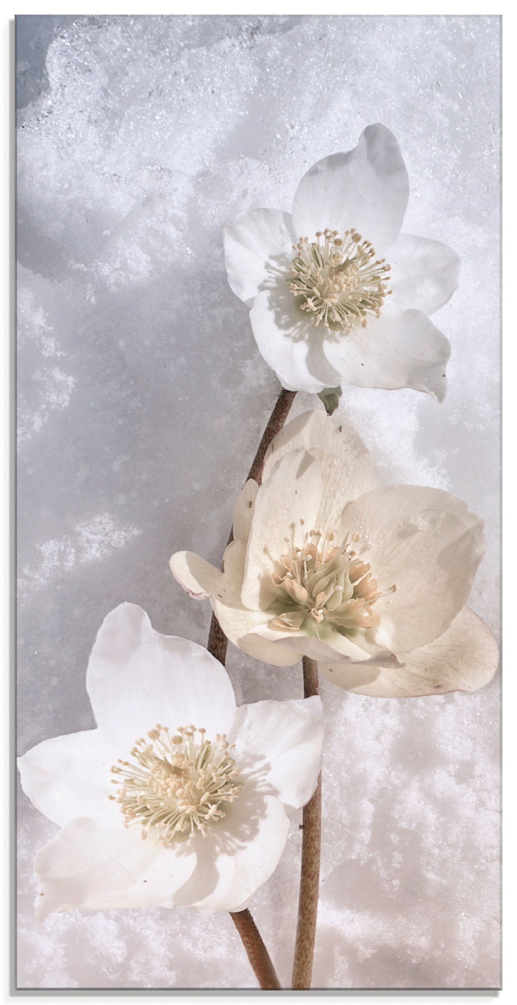 Größen auf Artland »Christrose in (1 im Schnee«, Raten verschiedenen Blumen, Glasbild bestellen St.),