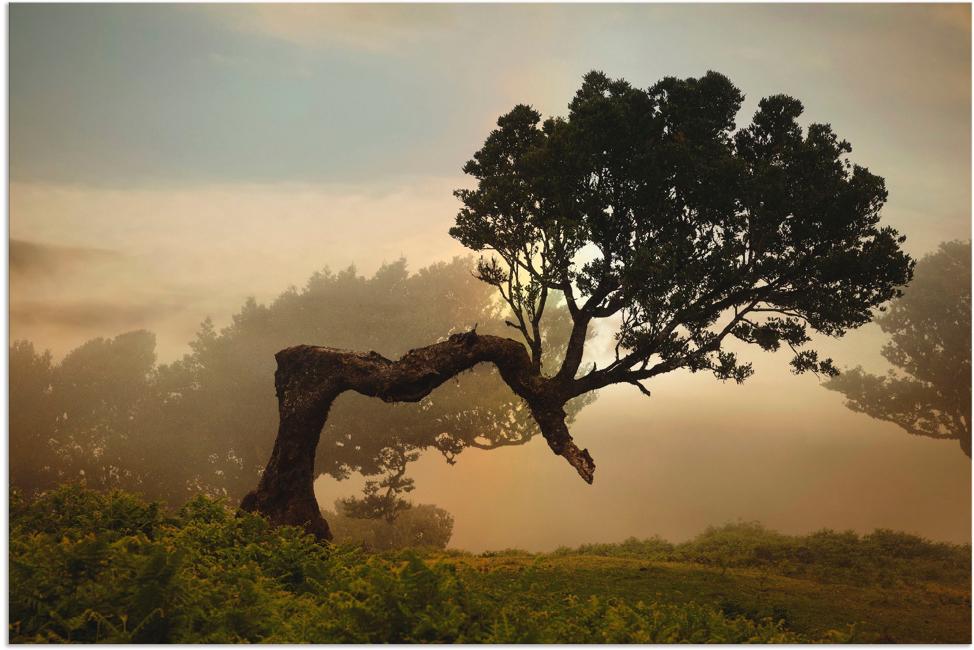 Artland Wandbild "Lorbeerbaum", Bäume, (1 St.), als Alubild, Outdoorbild, L günstig online kaufen