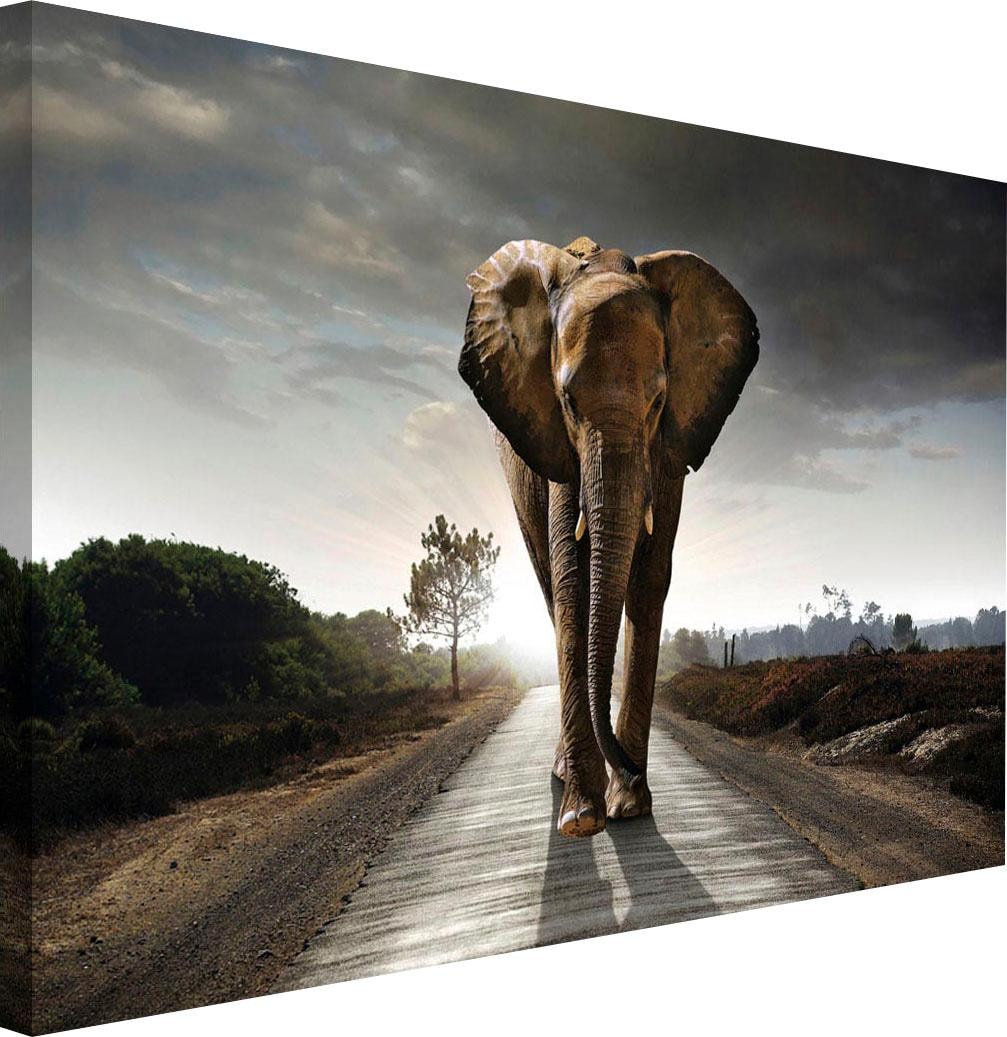 Raten bestellen »Elefant König« Reinders! auf Wandbild