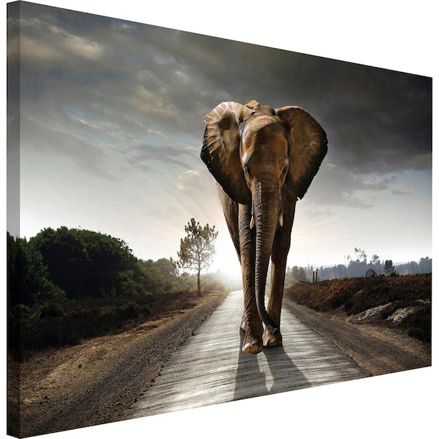 Reinders! Wandbild »Elefant König« auf Raten bestellen