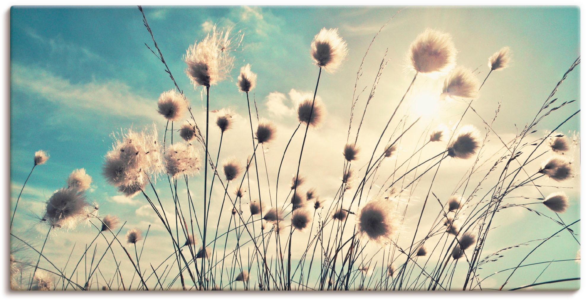 Artland Wandbild »Wollgras« Gräser 1 Stk. tlg. als Alubild, Outdoorbild, Le günstig online kaufen