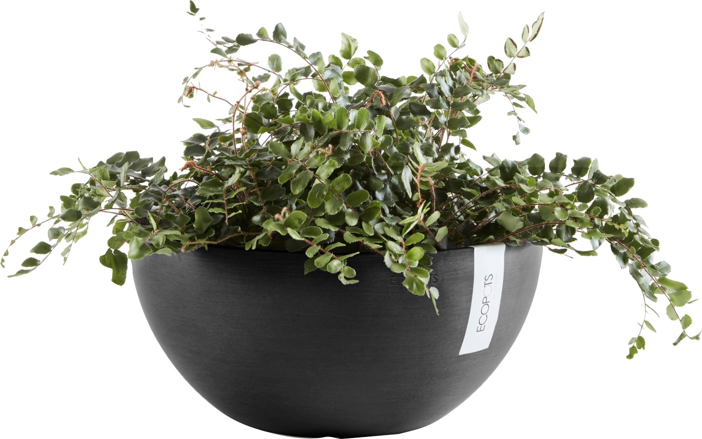 ECOPOTS Blumentopf »BRUSSELS Dark Grey« BxTxH: 35x35x16,5 cm