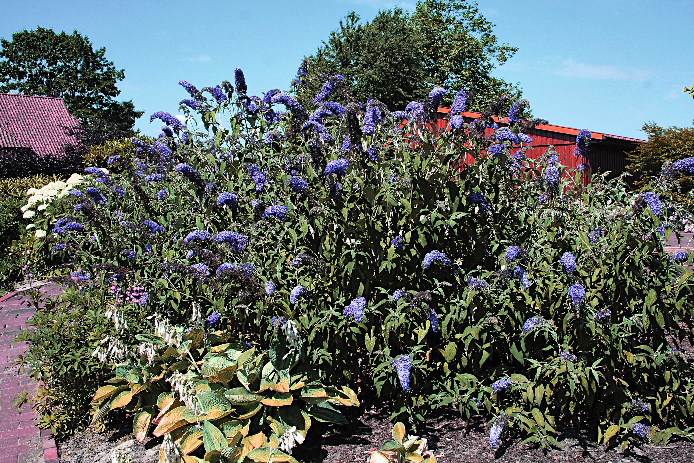 BCM Zierstrauch »Sommerflieder 'Adonis Blue'®«, (3 St.), Höhe: 50-60 cm, 3 Pflanzen kaufen