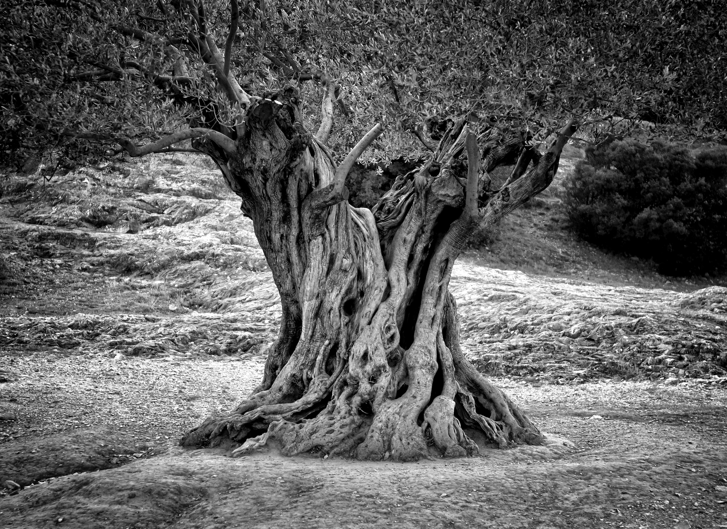 Papermoon Fototapete »Baum Schwarz & Weiß« günstig online kaufen