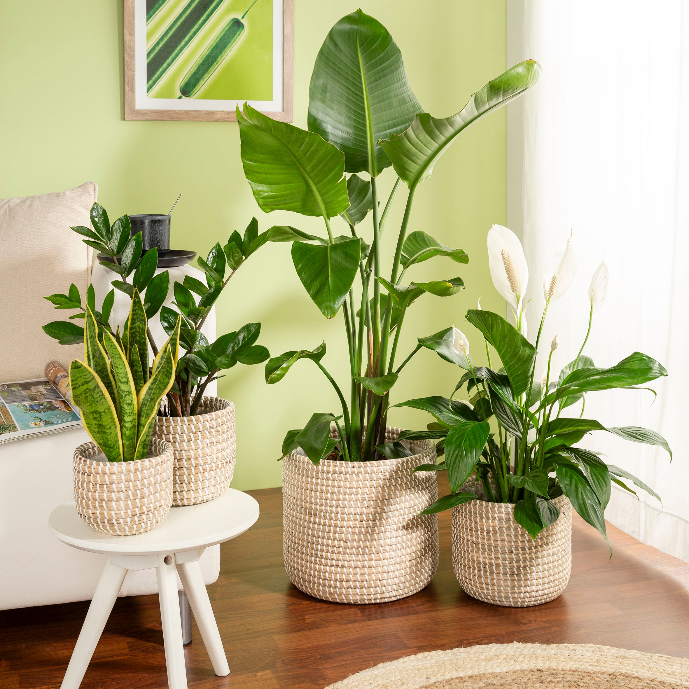 Scheurich Blumentopf »white 22/513«