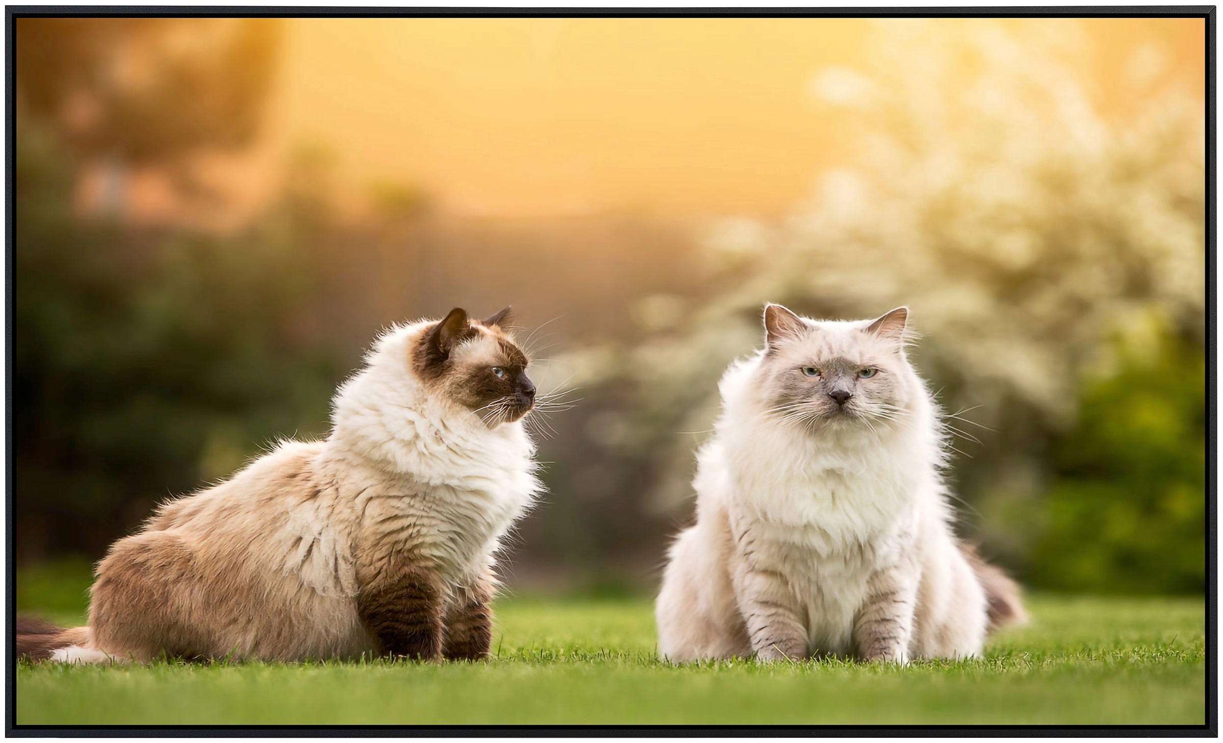 Papermoon Infrarotheizung »Katzen« sehr angenehme Strahlungswärme