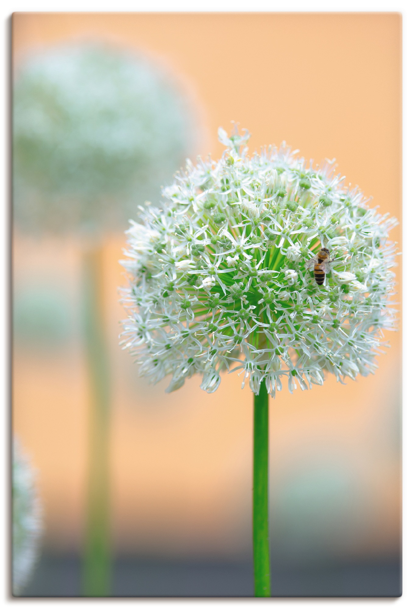 Artland Wandbild »Großer Allium in Pastell« Blumen 1 Stk. tlg. als Leinwand günstig online kaufen