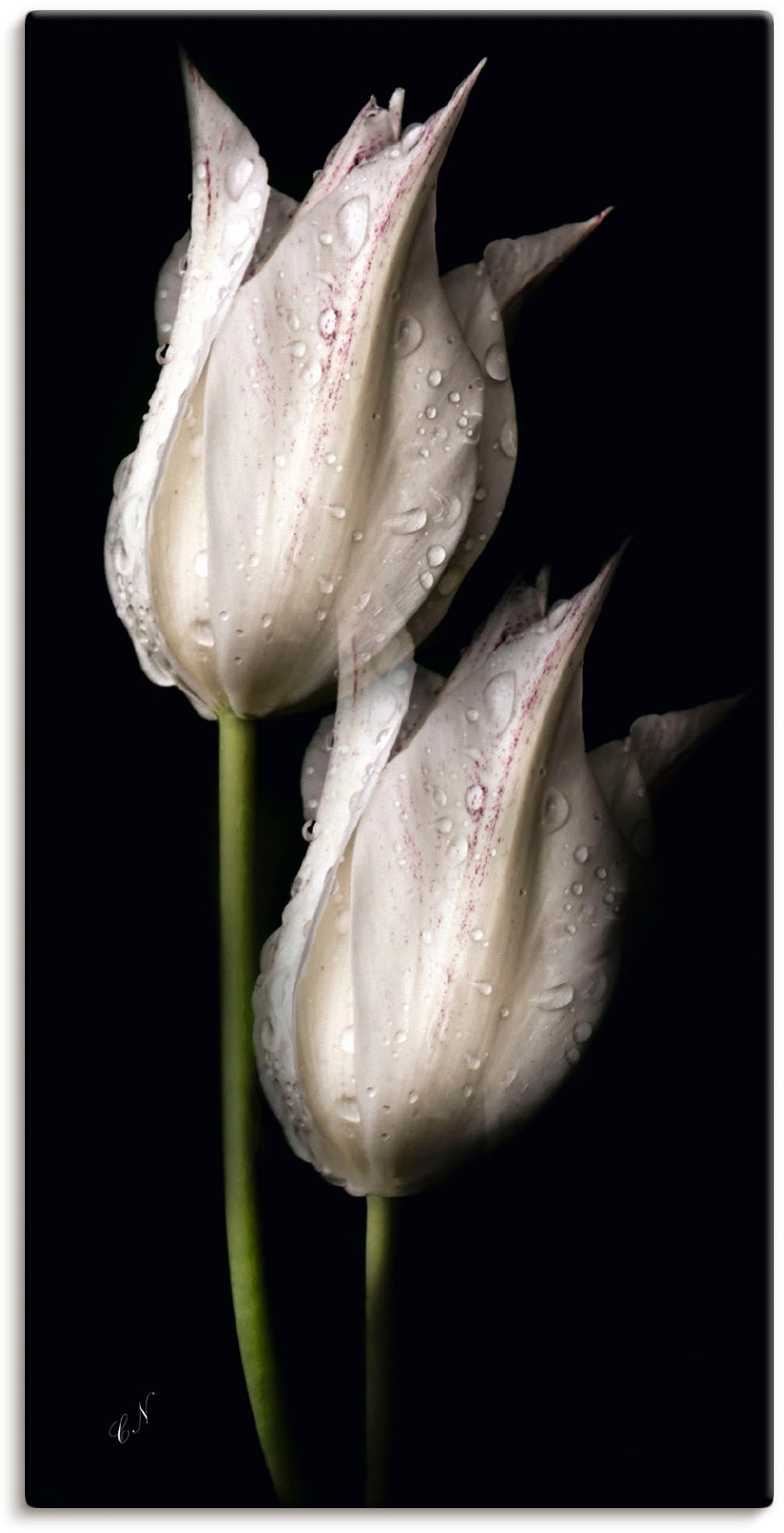 St.), Artland Tulpen in Poster als Größen Wandbild der in online Blumenbilder, Alubild, versch. »Weiße Leinwandbild, Nacht«, (1 kaufen Wandaufkleber oder