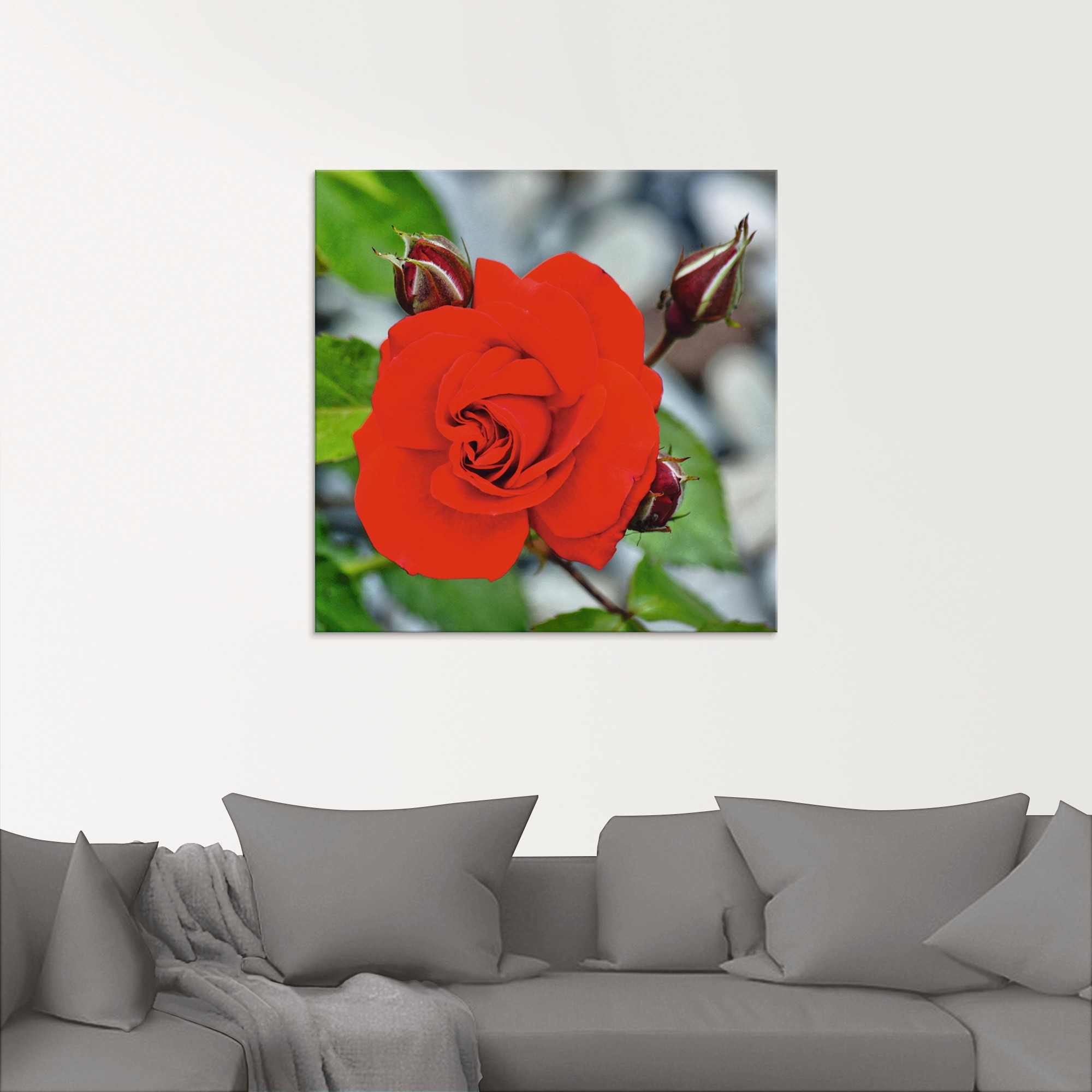 Artland Glasbild »Rote Rosenblüte mit Knospen«, Blumen, (1 St.), in verschi günstig online kaufen