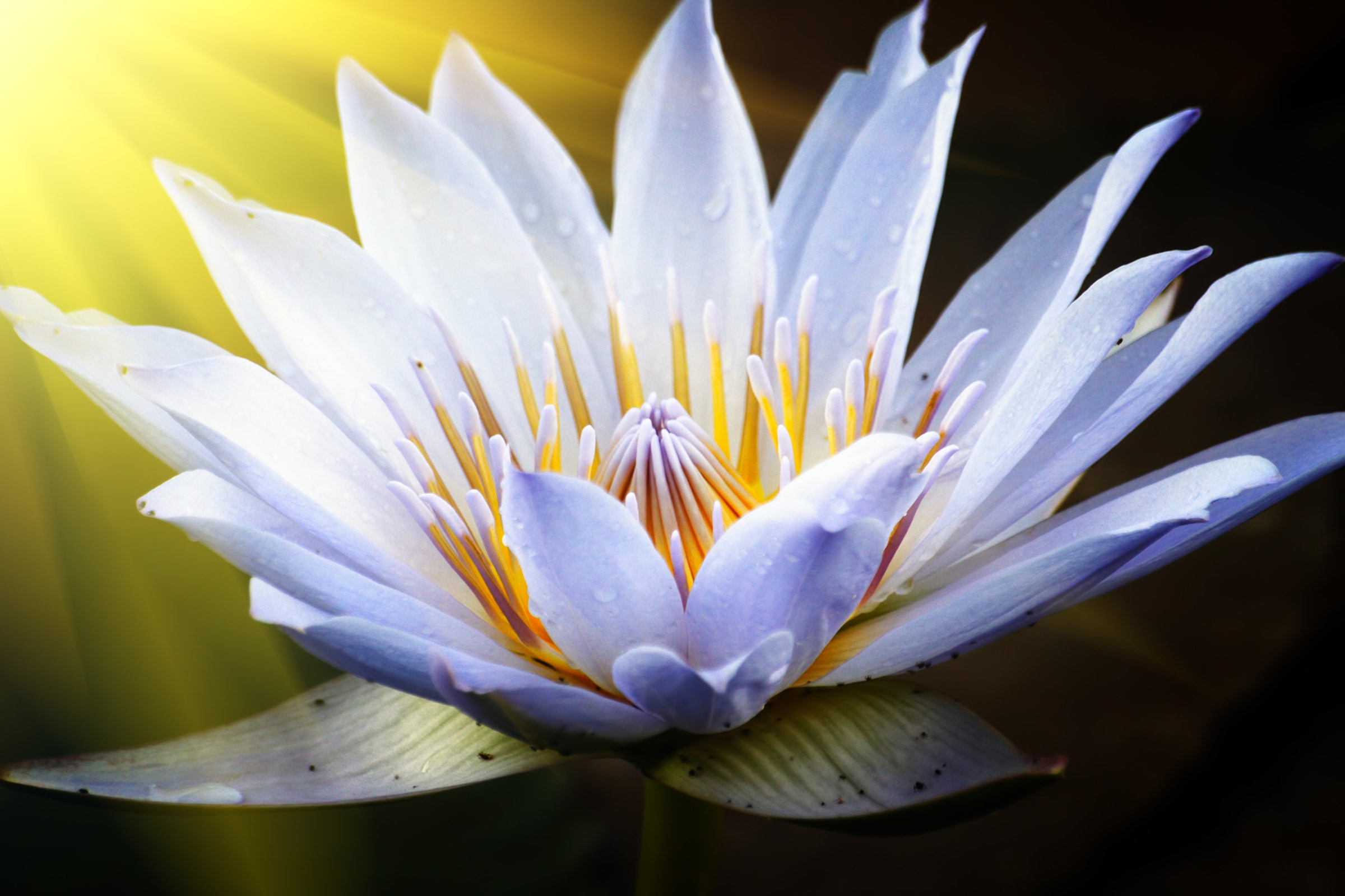 Papermoon Fototapete »Lotus Flower« glatt günstig online kaufen