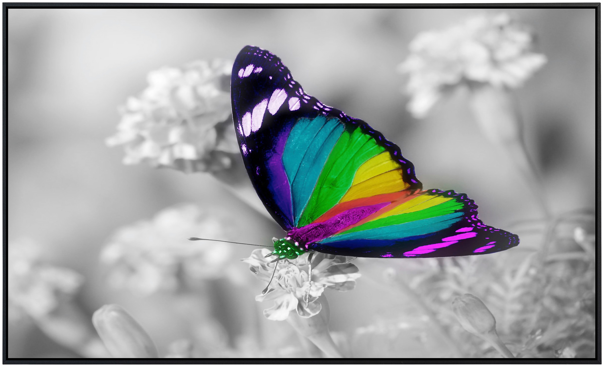 Papermoon Infrarotheizung »Bunter Schmetterling auf weißen Blumen«, sehr an günstig online kaufen