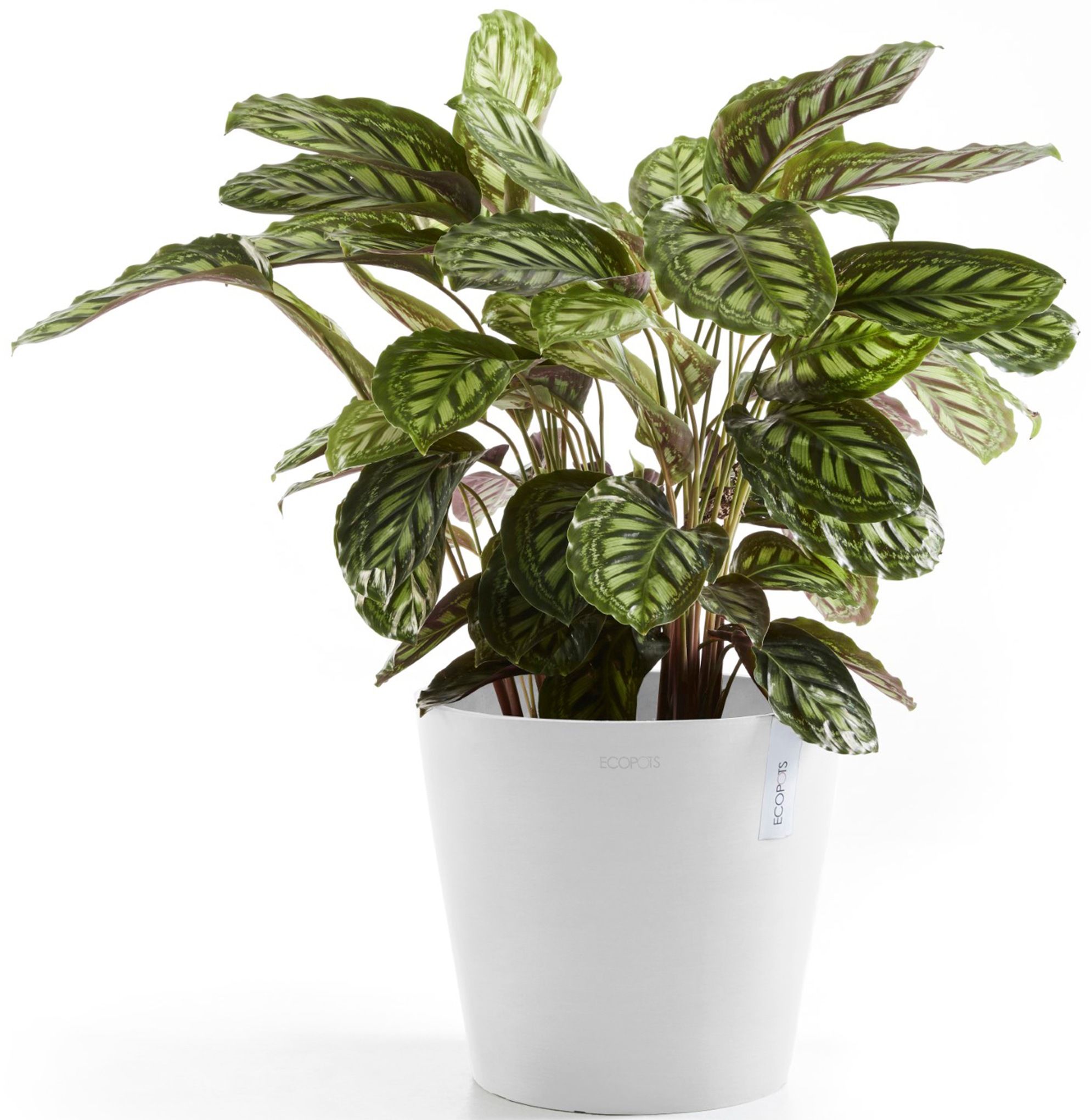 ECOPOTS Blumentopf »Amsterdam 30 Weiß«, für innen und außen: frostsicher, bruchsicher und lichtbeständig