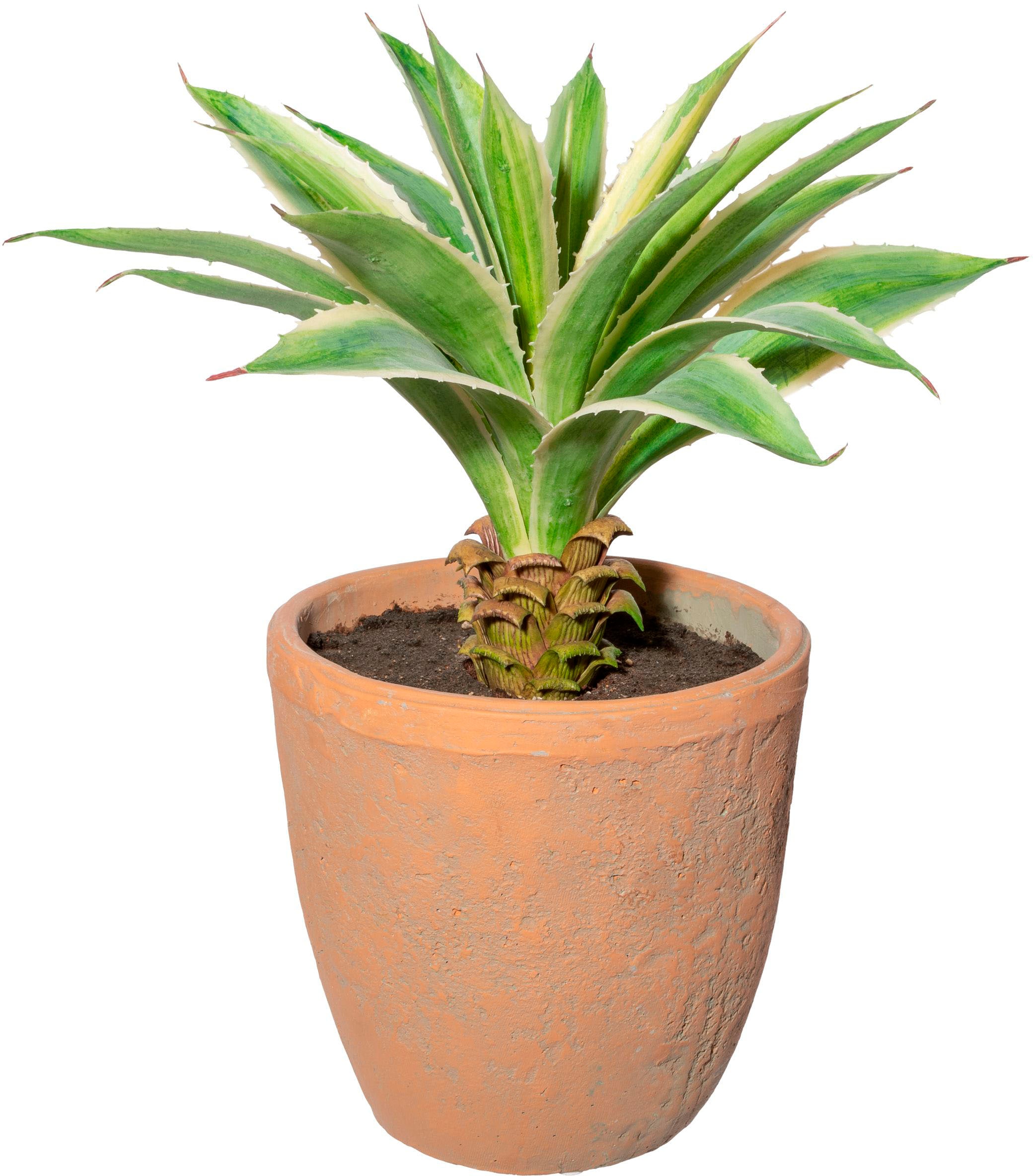 Creativ green Künstliche Zimmerpflanze »Agave im Terracottatopf«