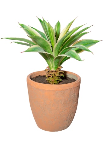 Creativ green Künstliche Zimmerpflanze »Agave im Terracottatopf«, (1 St.) kaufen