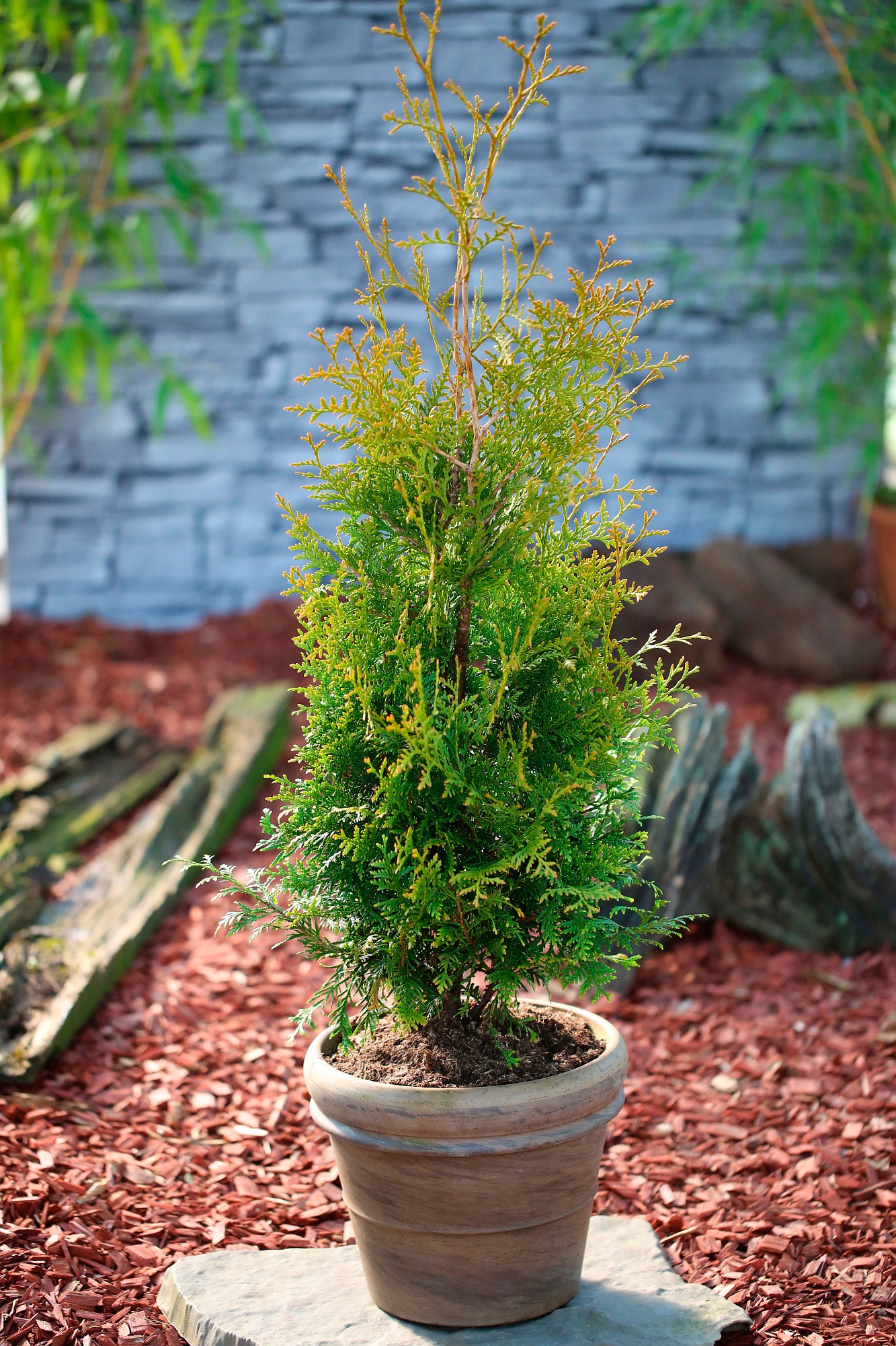 BCM Hecken »Lebensbaum 'Brabant'«, (100 St.), Höhe: 15 cm, 100 Pflanzen kaufen