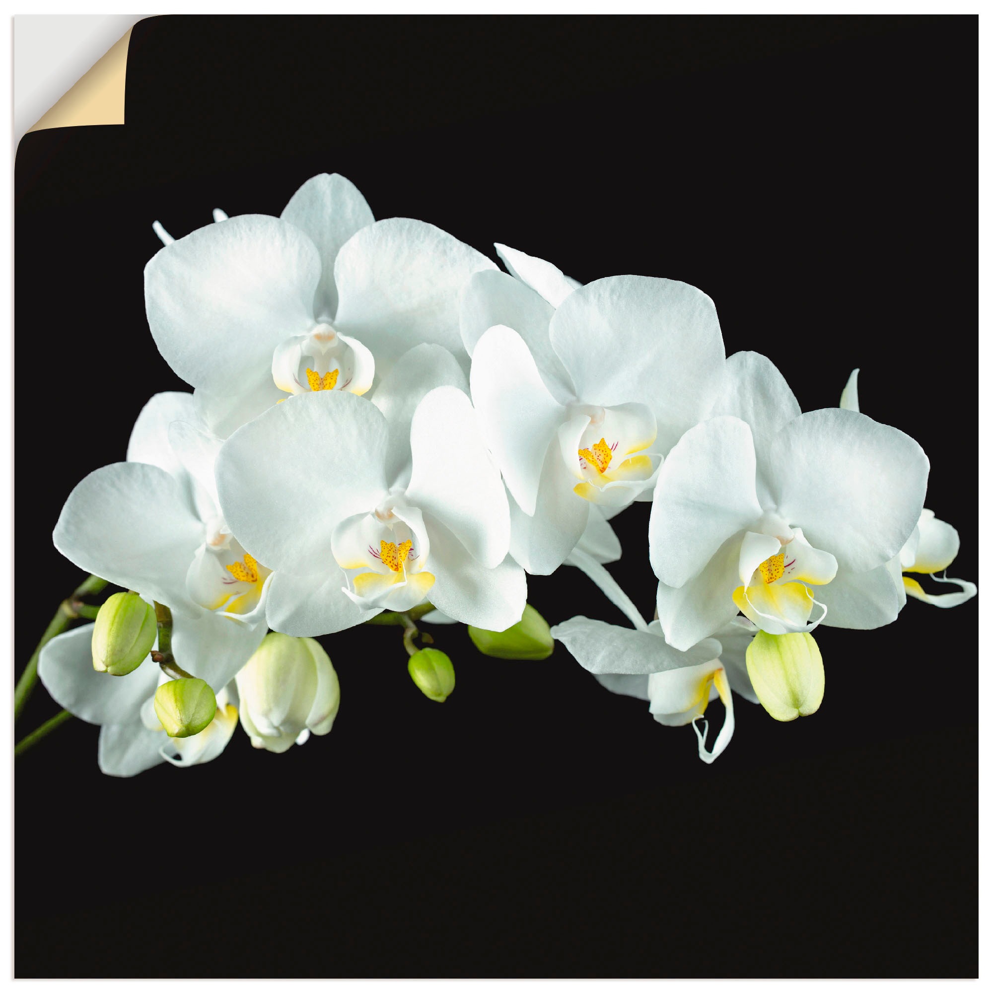 Artland Wandbild »Weiße Orchidee auf schwarzem Hintergrund«, Blumen, (1 St. günstig online kaufen