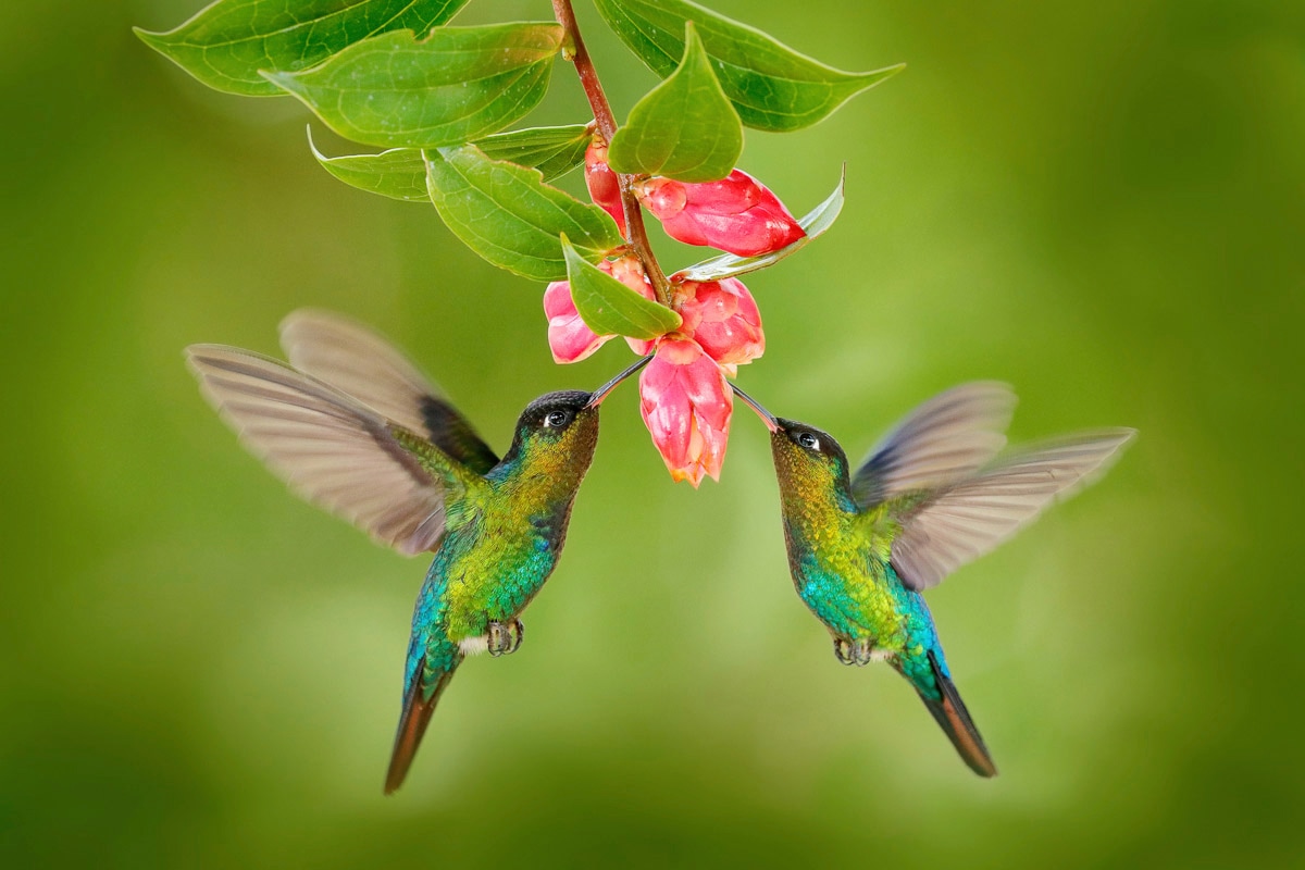 Papermoon Fototapete »KOLIBRIS-VÖGEL TIERE BLUME BLÜTE WALD BÄUME COSTA RIC günstig online kaufen