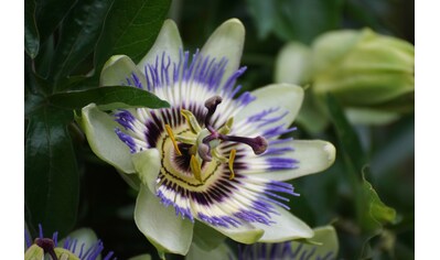 BCM Kletterpflanze »Passionsblume«, (1 St.), Höhe: 40-60 cm, 1 Pflanze kaufen