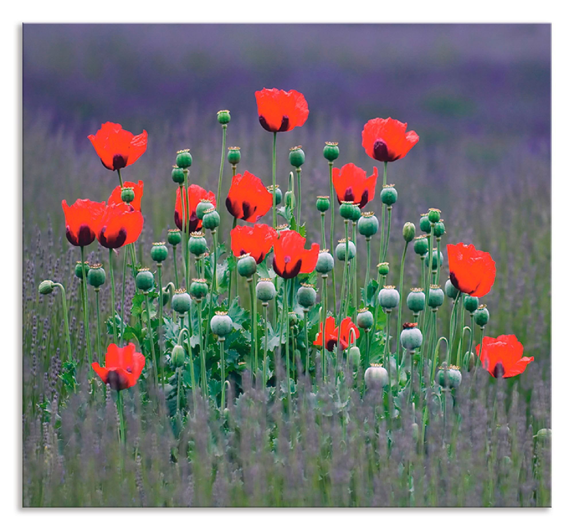 Artland Küchenrückwand »Lavendelfarm in Sequim - Mohnblumen«, (1 tlg.), Alu günstig online kaufen