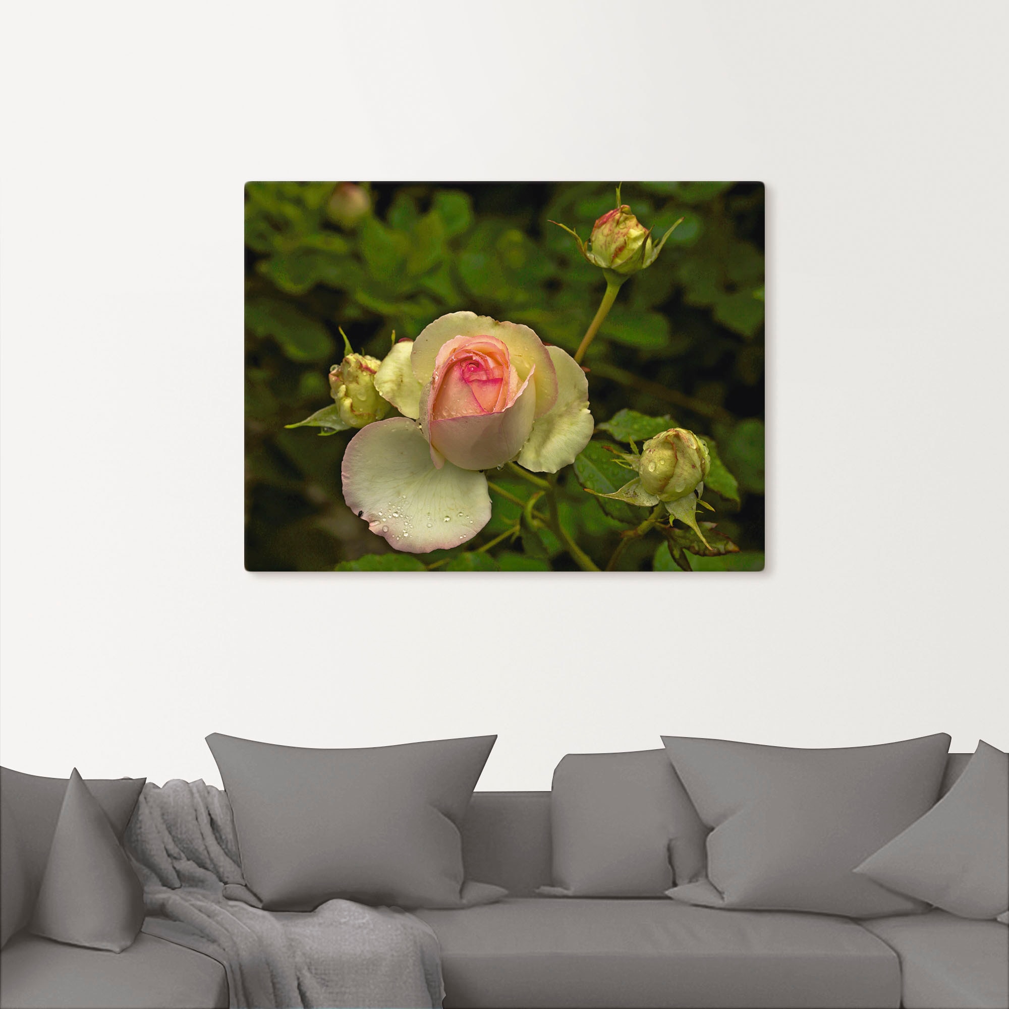 Artland Wandbild »Rosa Rose«, Blumen, (1 St.), als Leinwandbild, Wandaufkleber oder Poster in versch. Größen