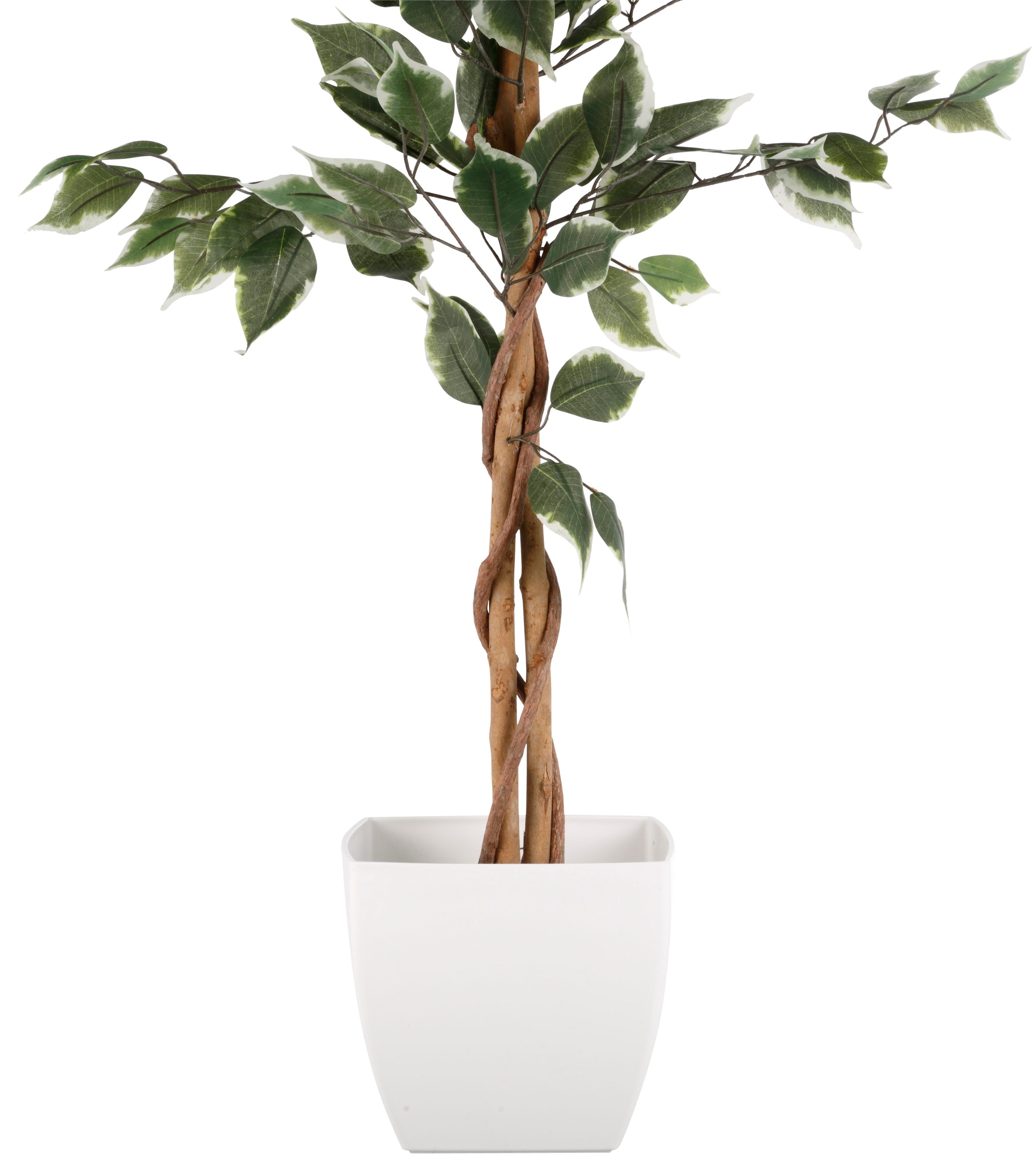 Benjamini«, (1 »Ficus green bestellen St.) Kunstpflanze Creativ online