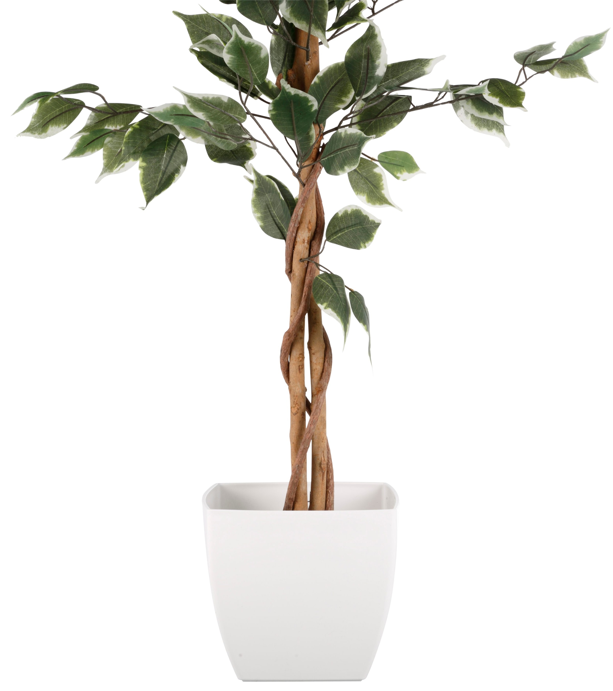 Creativ green Kunstpflanze »Ficus online St.) bestellen (1 Benjamini«