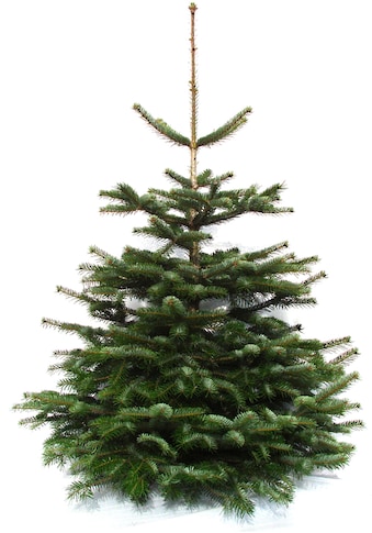 Weihnachtsbaumland Echter Weihnachtsbaum »Echte Premium-Nordmanntanne,... kaufen