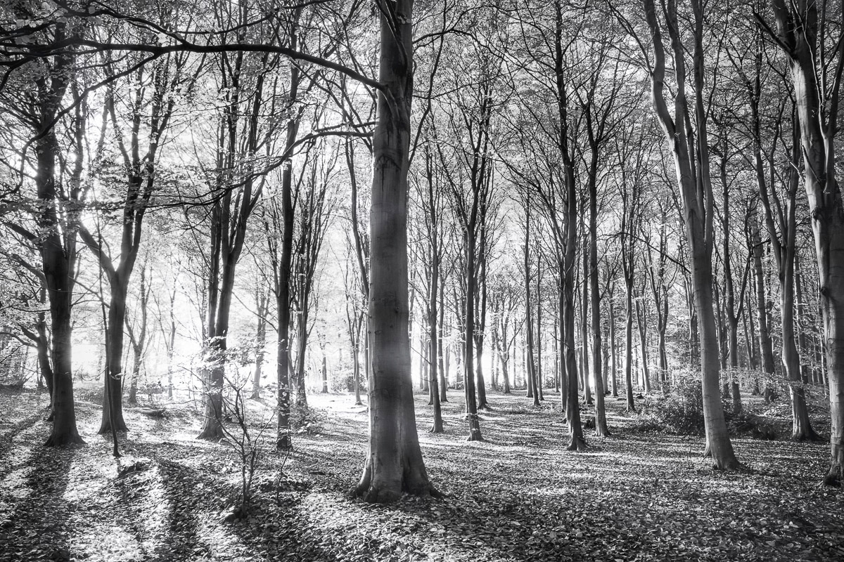 Papermoon Fototapete »Wald Schwarz & Weiß« günstig online kaufen