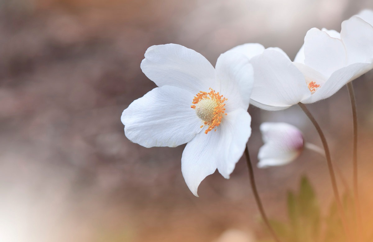 Papermoon Fototapete »BLUMEN-ANEMONE MAKRO ABSTRAKT KUNST WIESE NATUR PFLAN günstig online kaufen