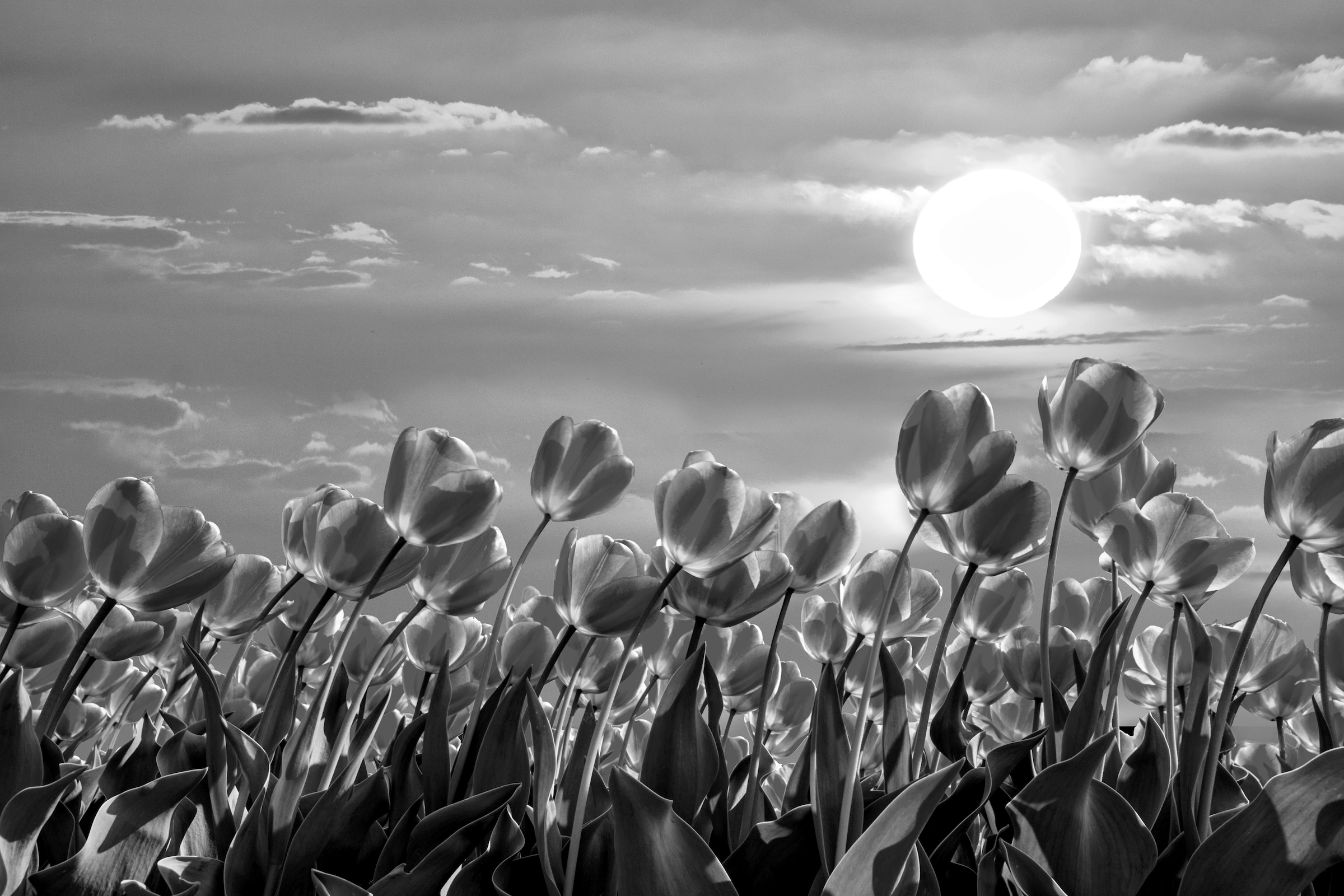 Papermoon Fototapete »Blumen Schwarz & Weiß« günstig online kaufen