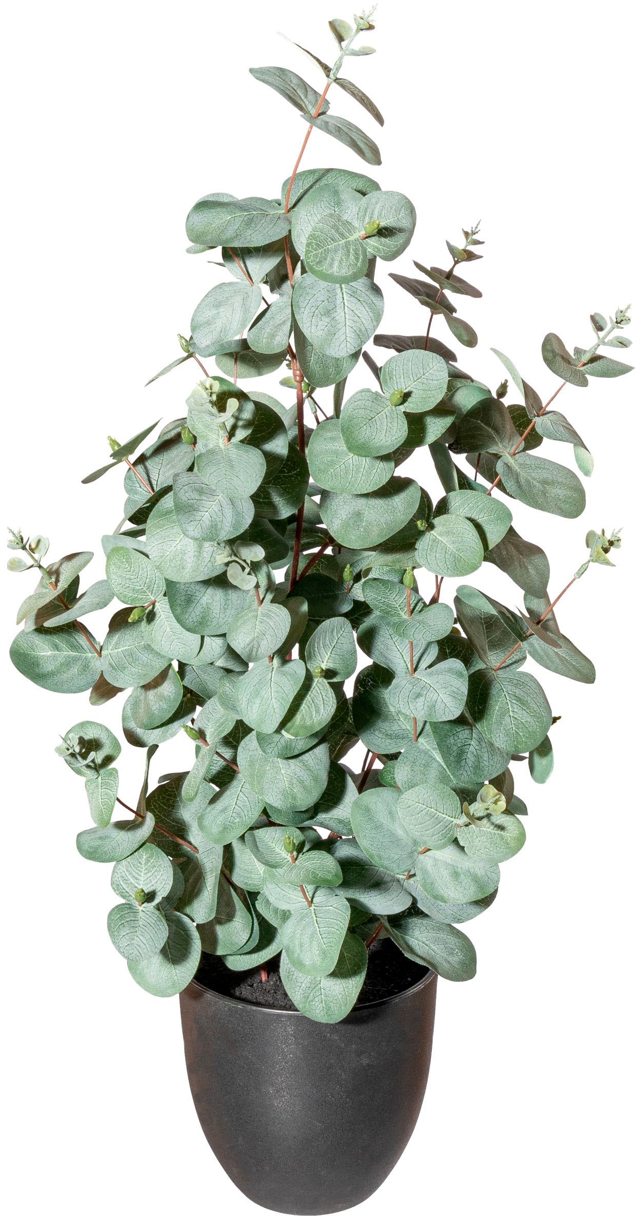 Creativ green Künstliche Zimmerpflanze »Eukalyptus«