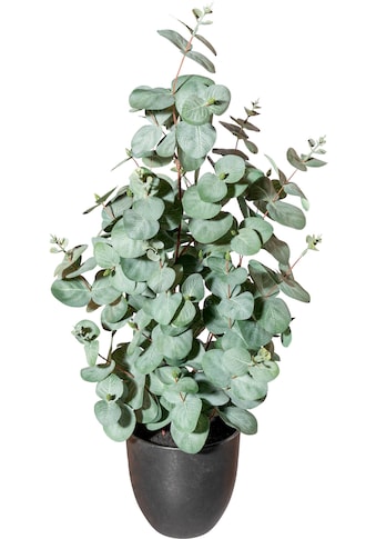 Künstliche Zimmerpflanze »Eukalyptus«