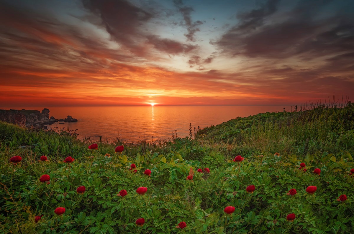 Papermoon Fototapete »Blumenwiese am Meer« günstig online kaufen